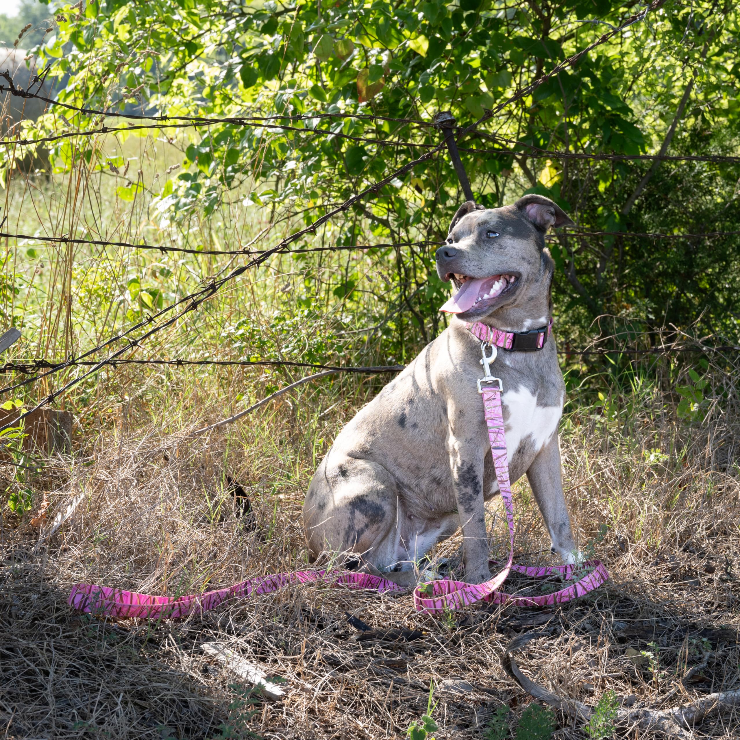 Country Brook Petz - Deluxe Pink Waterfowl Camo Dog Collar - Made in The U.S.A., Camouflage Collection Featuring Rugged Designs