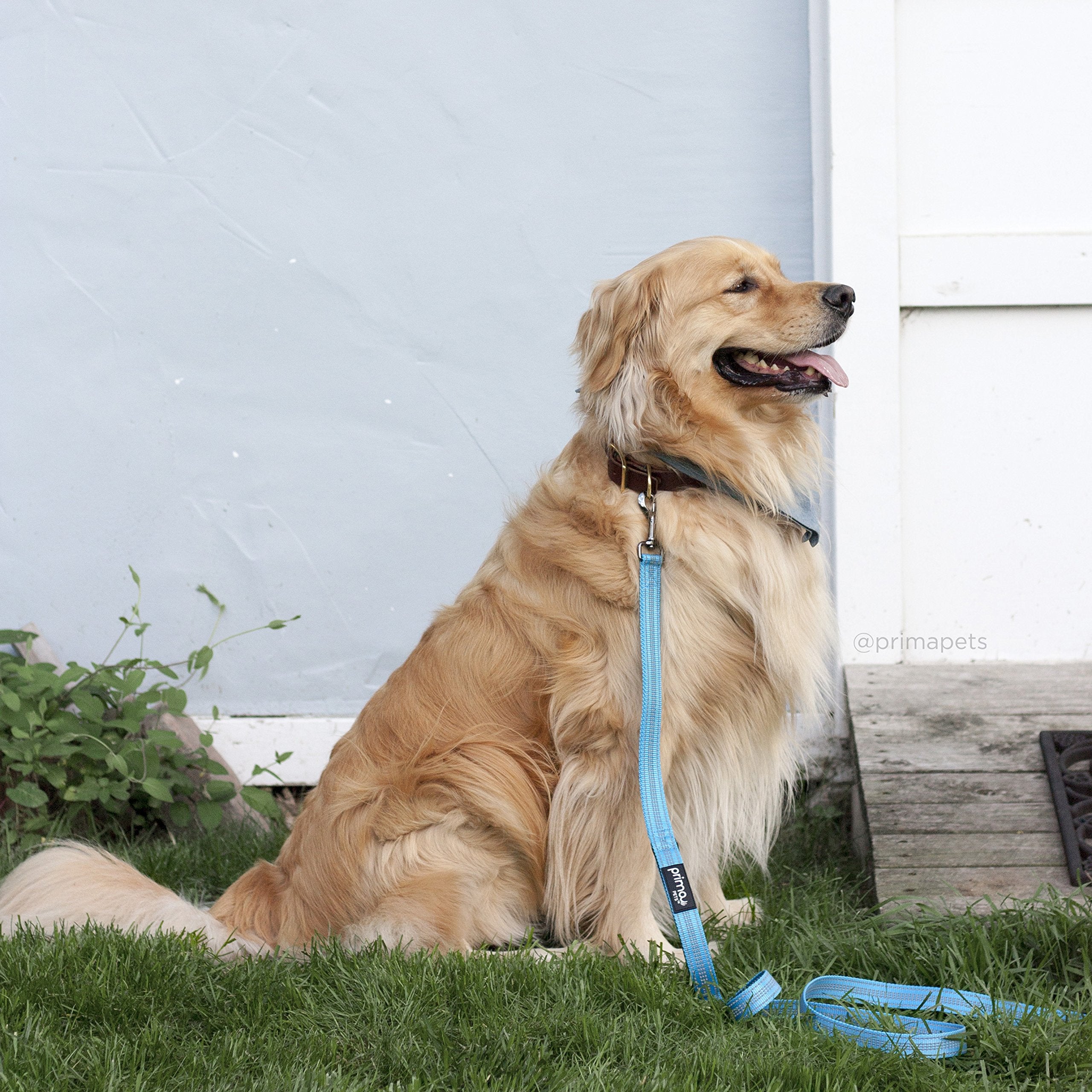 Prima Pets Reflective Dog Leash, 4ft Nylon with Padded Handles, 1" Width, Aqua, Model L1D