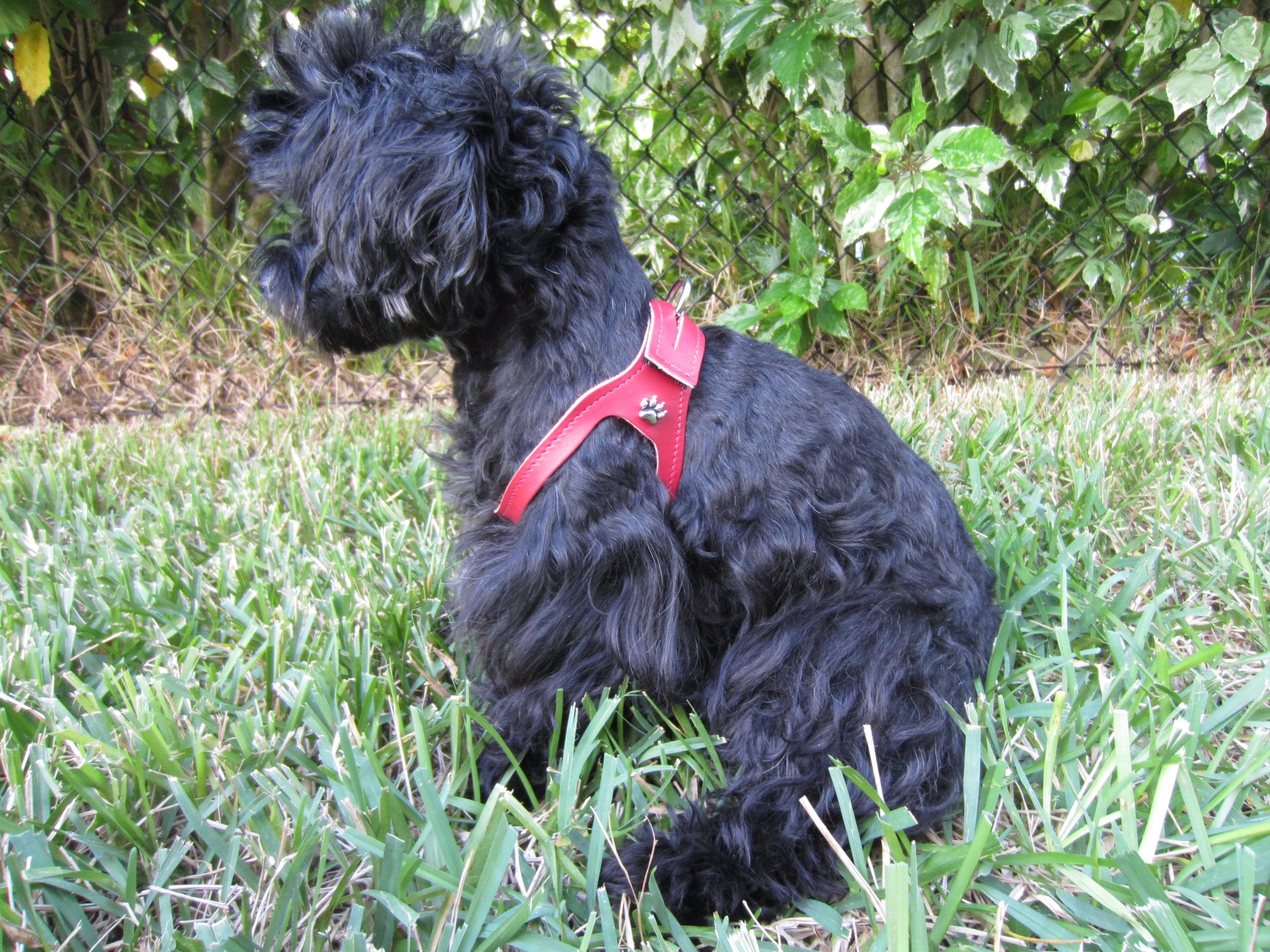 Chokefree Pet Shoulder Collar, 16-Inch, Non Metallic Red