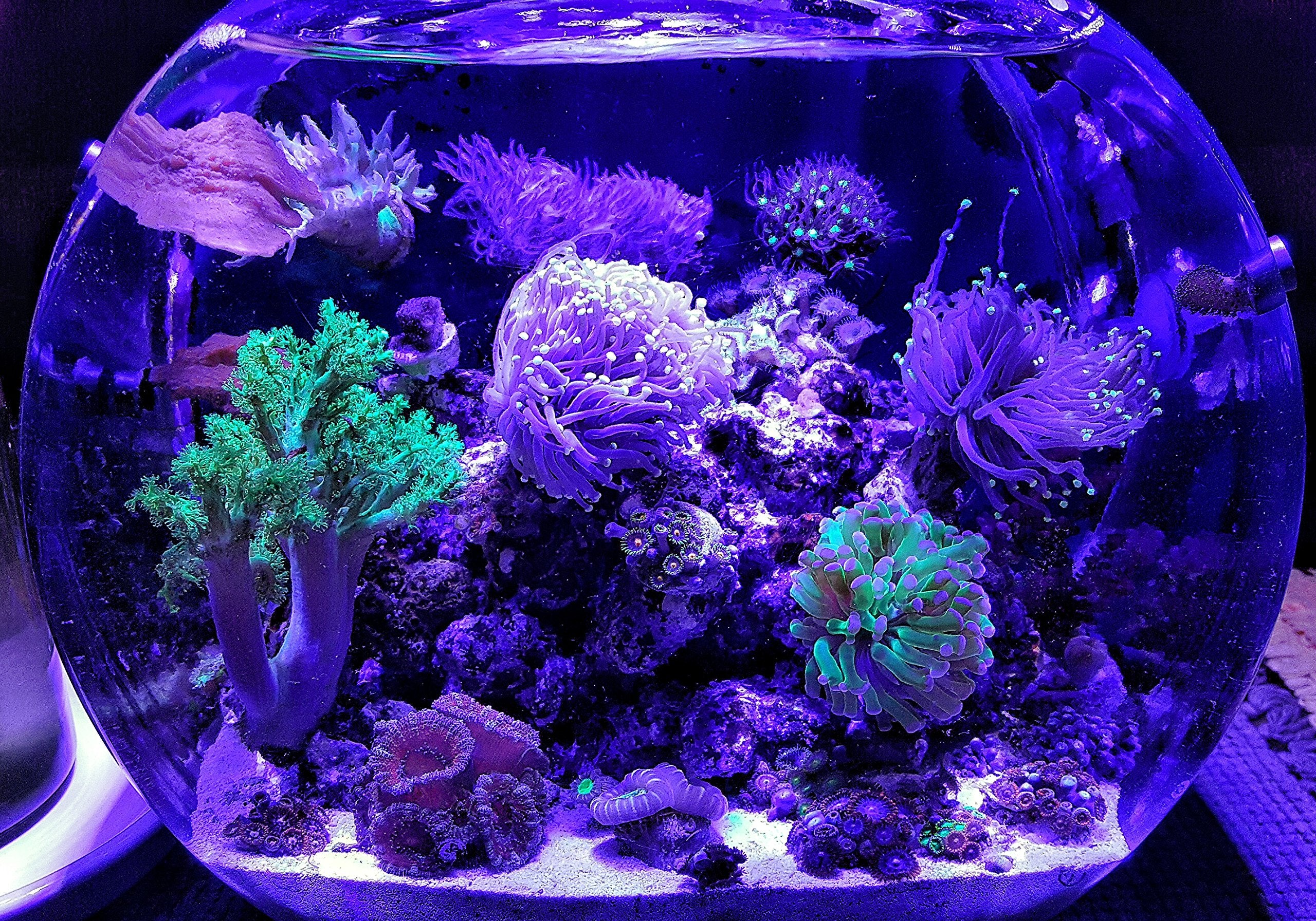 ABI LED Aquarium Light Bulb, 12W, Glass, Royal Blue & White, Model GR-PAR38-12W-BW, for Freshwater & Saltwater Aquariums