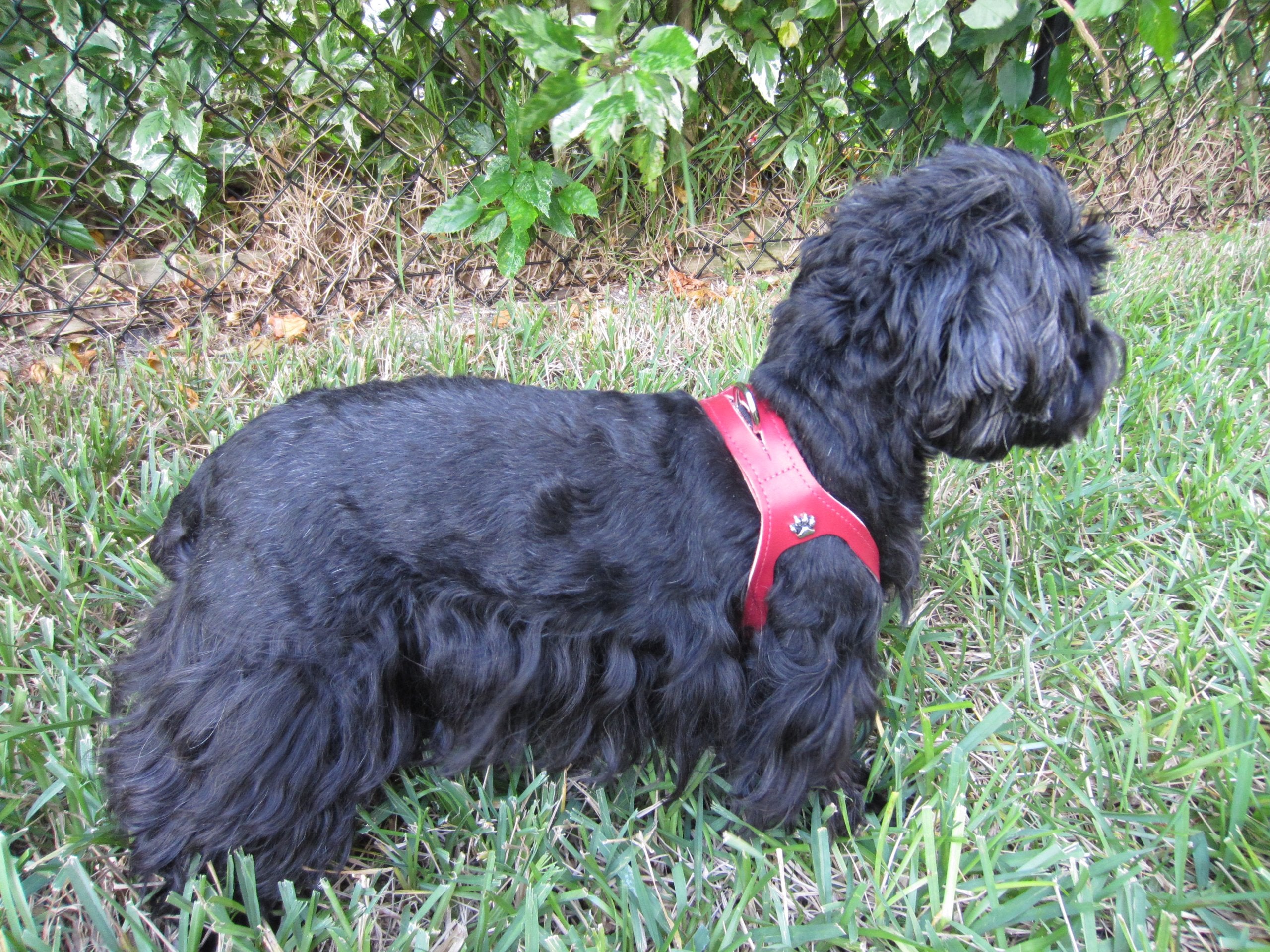 Chokefree Pet Shoulder Collar, 16-Inch, Non Metallic Red