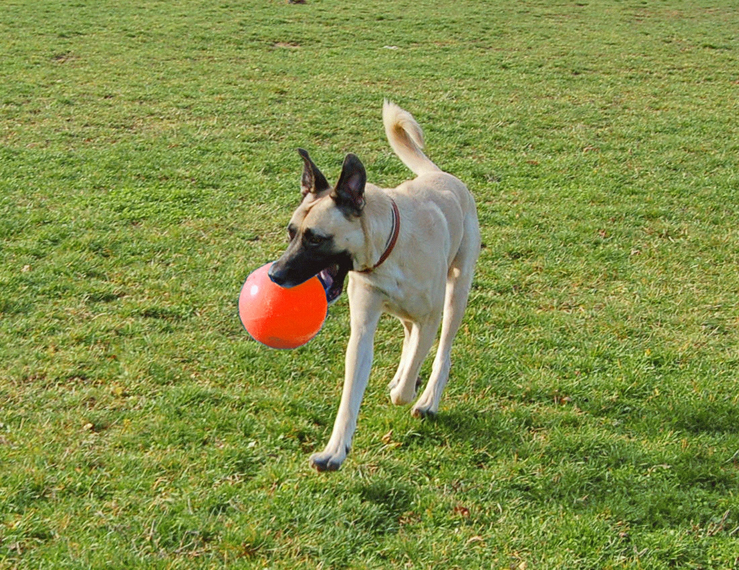 Jolly Pets Dog 6-Inch Bounce-N-Play, Orange, 6 Inches/Medium