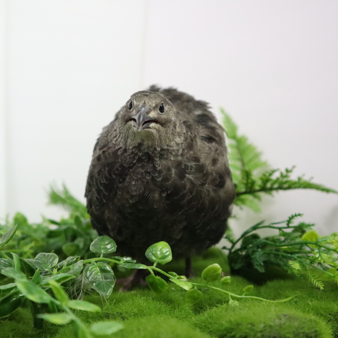 Black and White Edition Quail hatching eggs