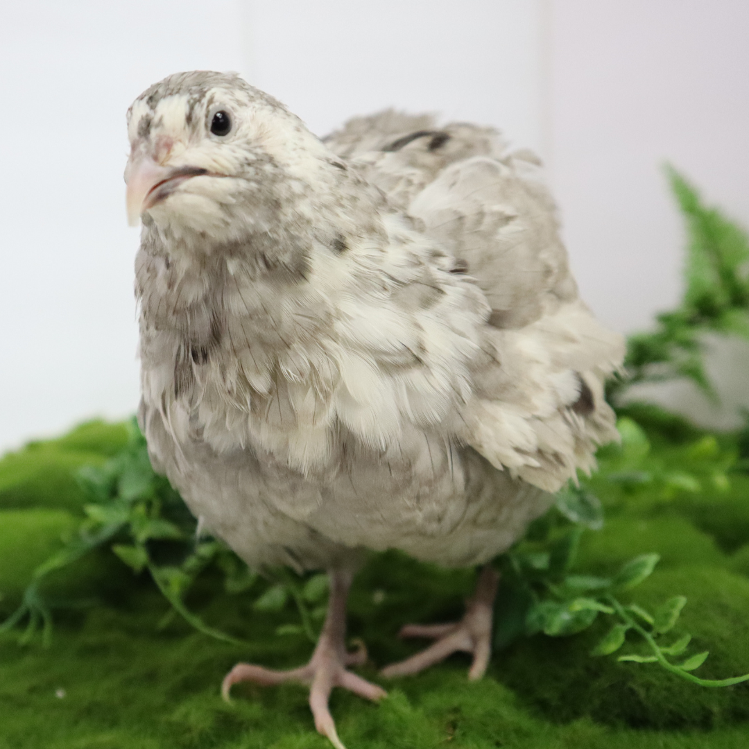 Andalusian Coturnix Quail Hatching Eggs