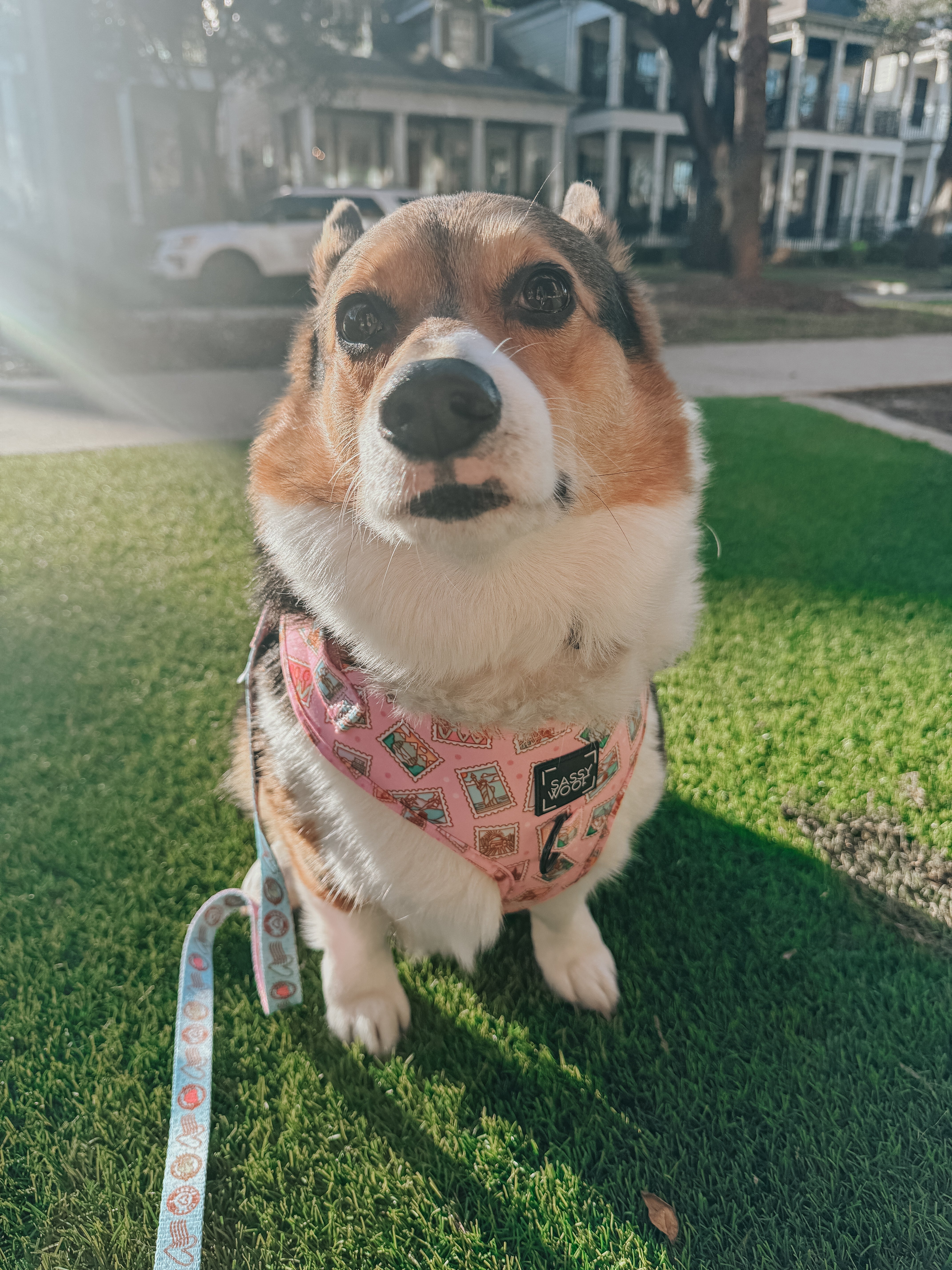 Dog Leash - Out of Office