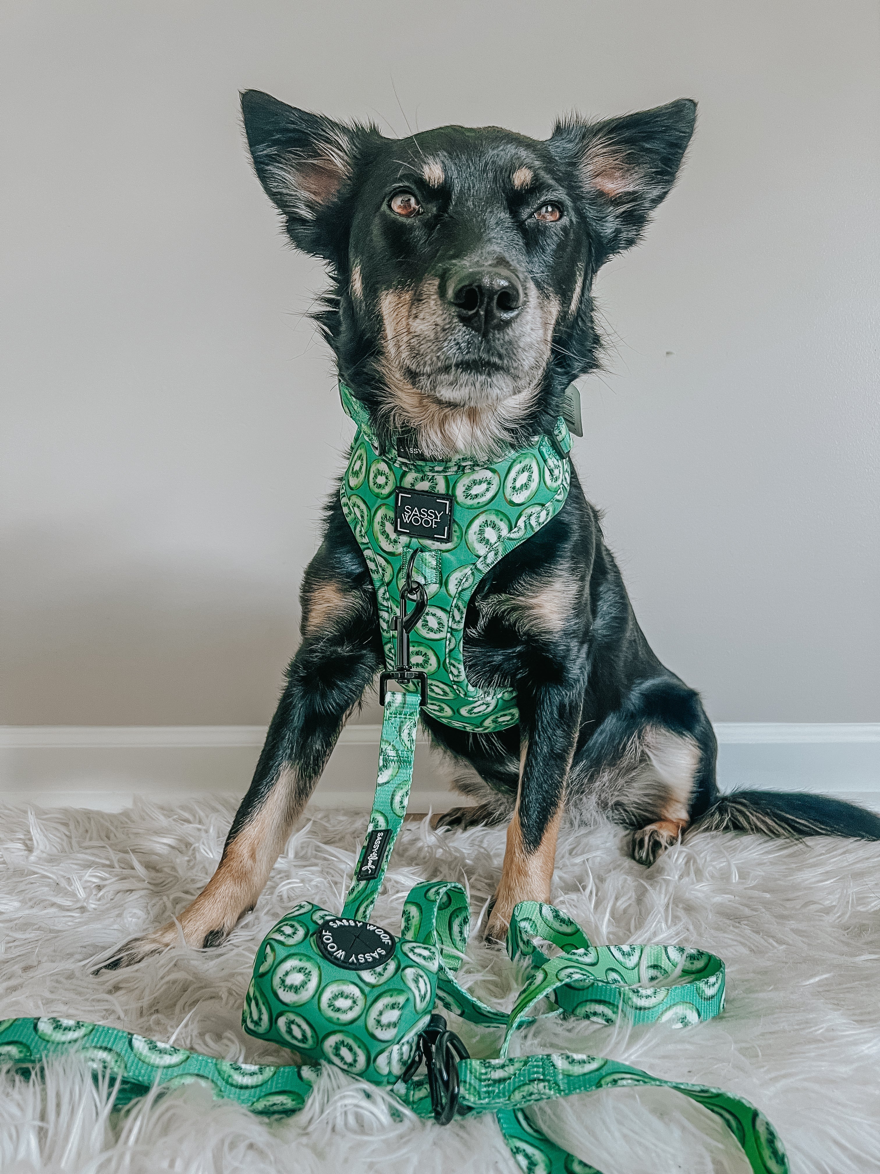 Dog Leash  - Kiwi Krazy