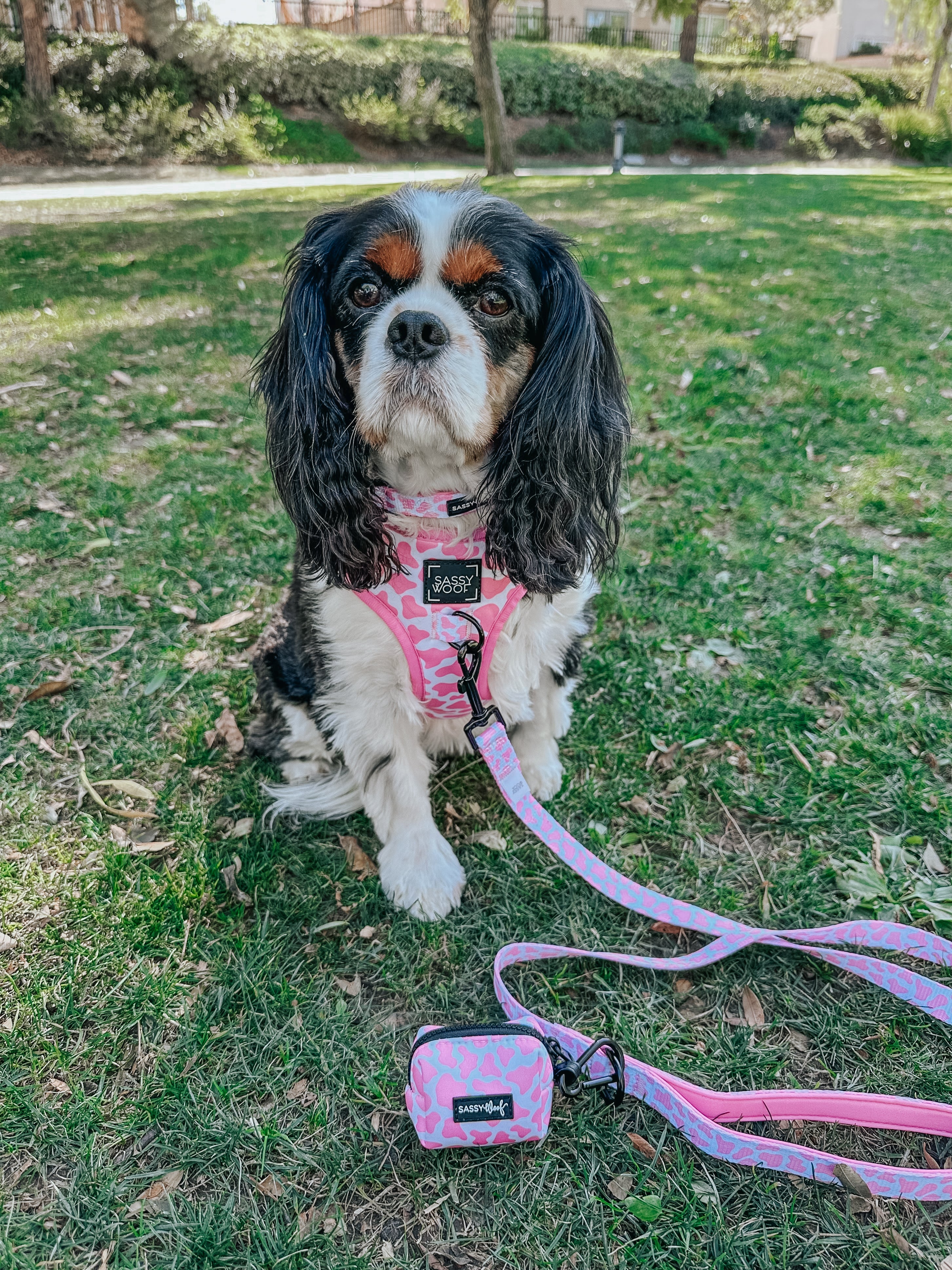 Dog Leash - Strawberry Milk