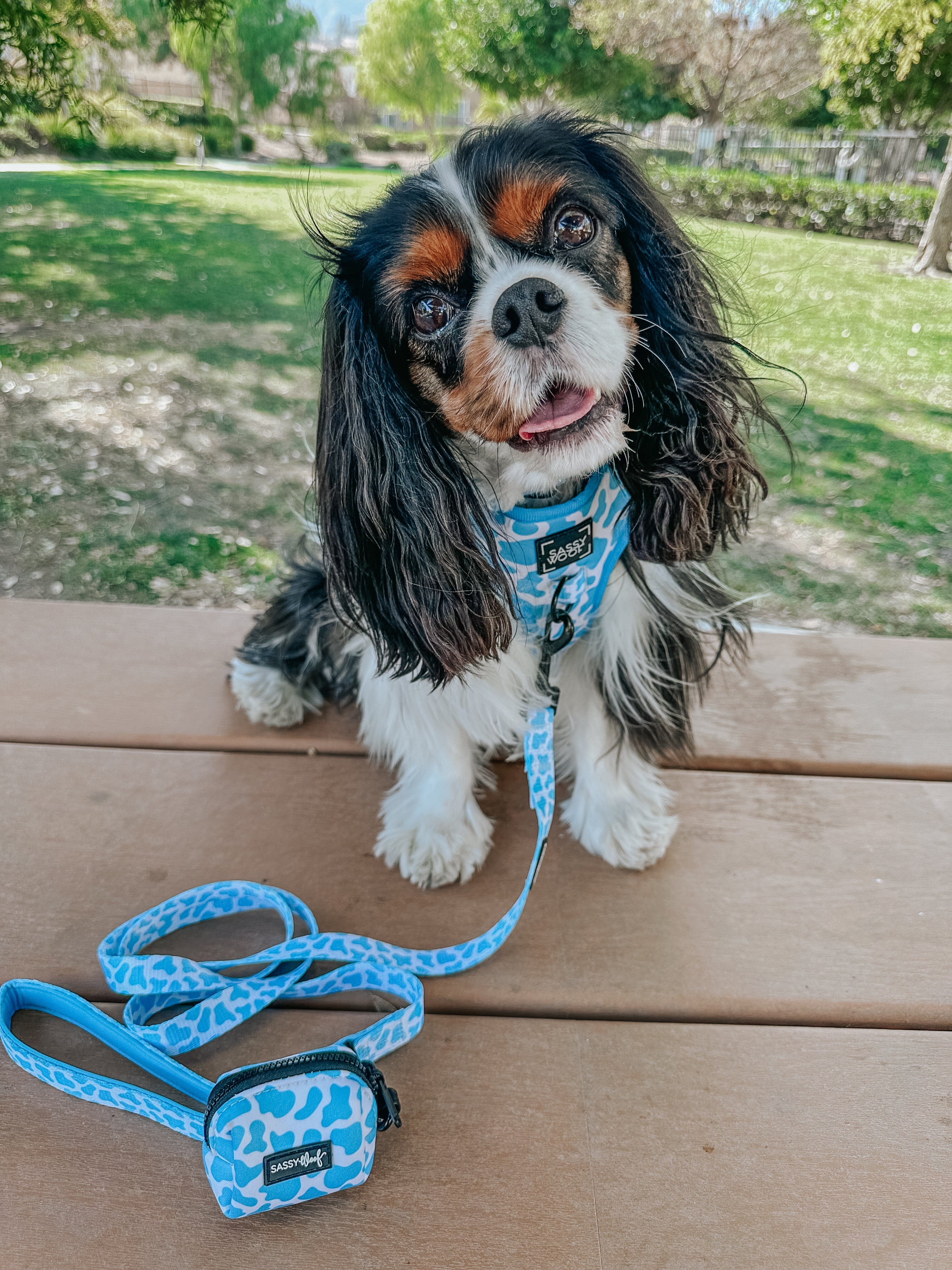 Dog Leash - Blueberry Milk