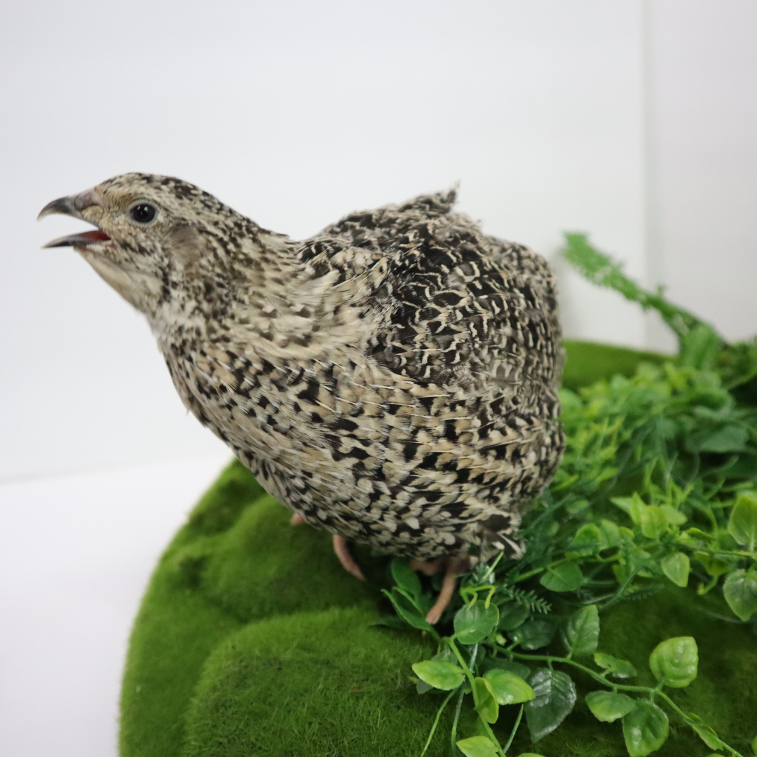 Calico Quail Hatching Eggs – Fertile Eggs for Incubation