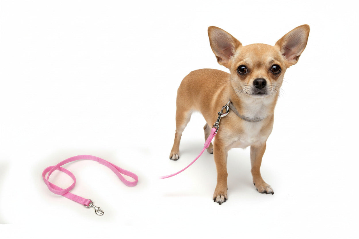 Coastal Pet Nylon 4' Dog Lead - Bright Pink