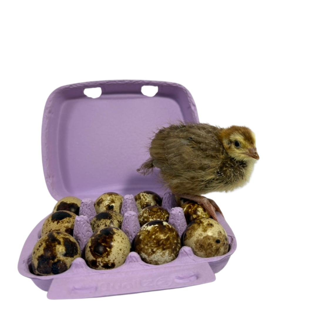 Color Mix Quail Jumbo Hatching Eggs - Hens Choice fun colors