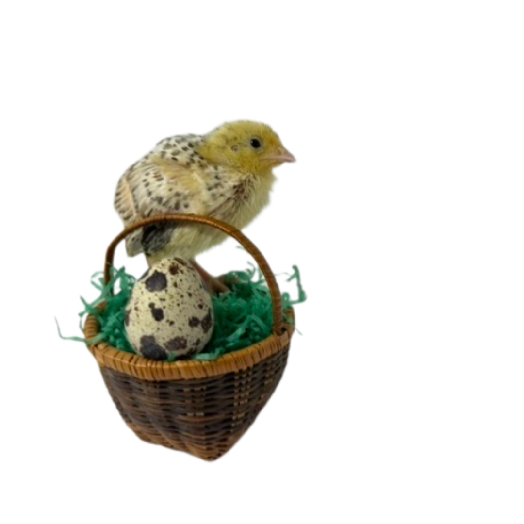 Color Mix Quail Jumbo Hatching Eggs - Hens Choice fun colors
