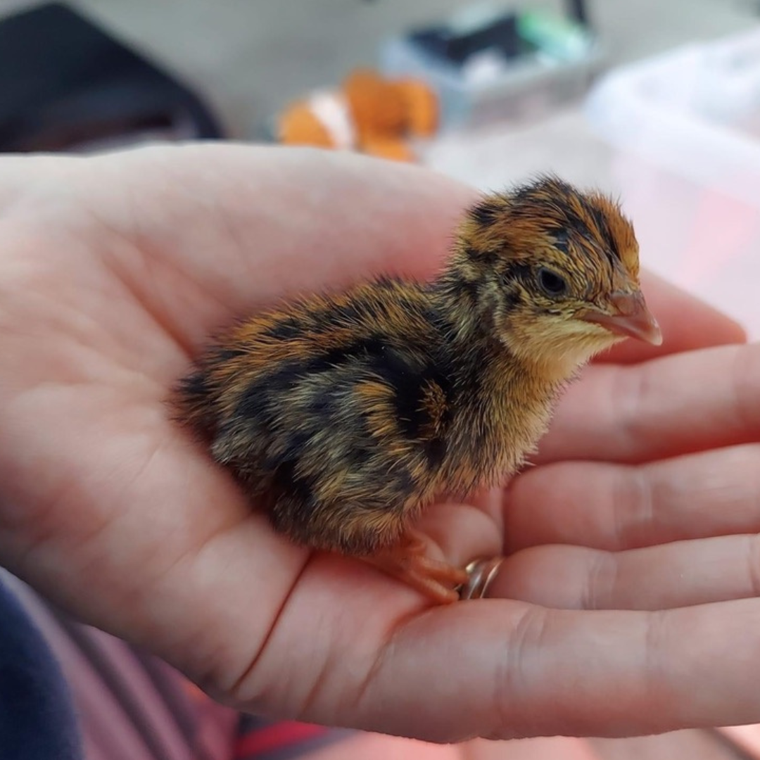 Color Mix Quail Jumbo Hatching Eggs - Hens Choice fun colors