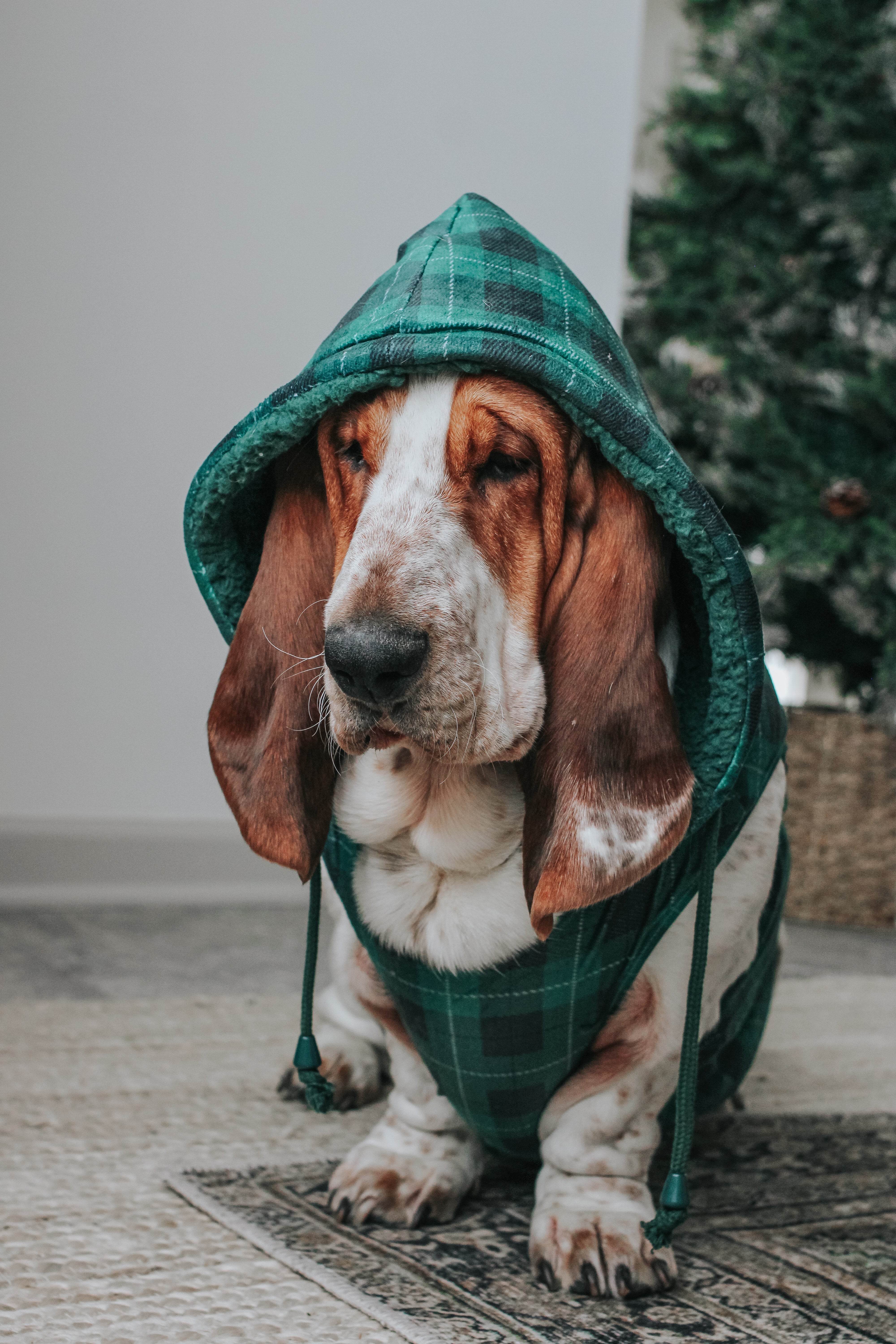 Dog Reversible Sherpa Jacket - Barks of Holly