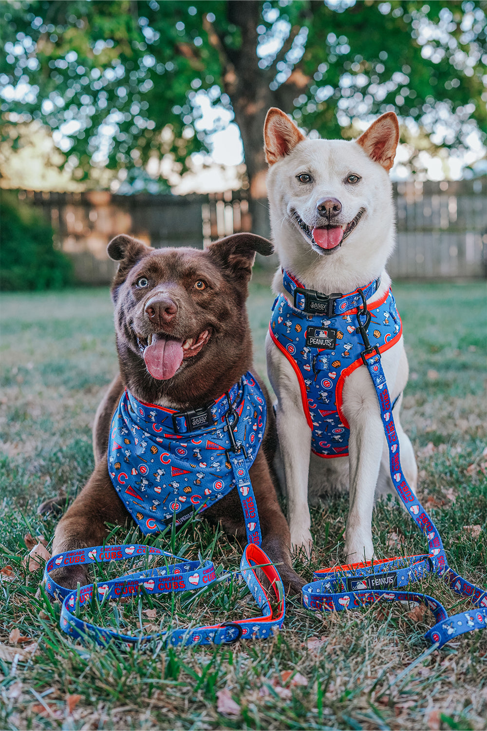 Dog Leash - MLB™ x Peanuts™ Chicago Cubs™