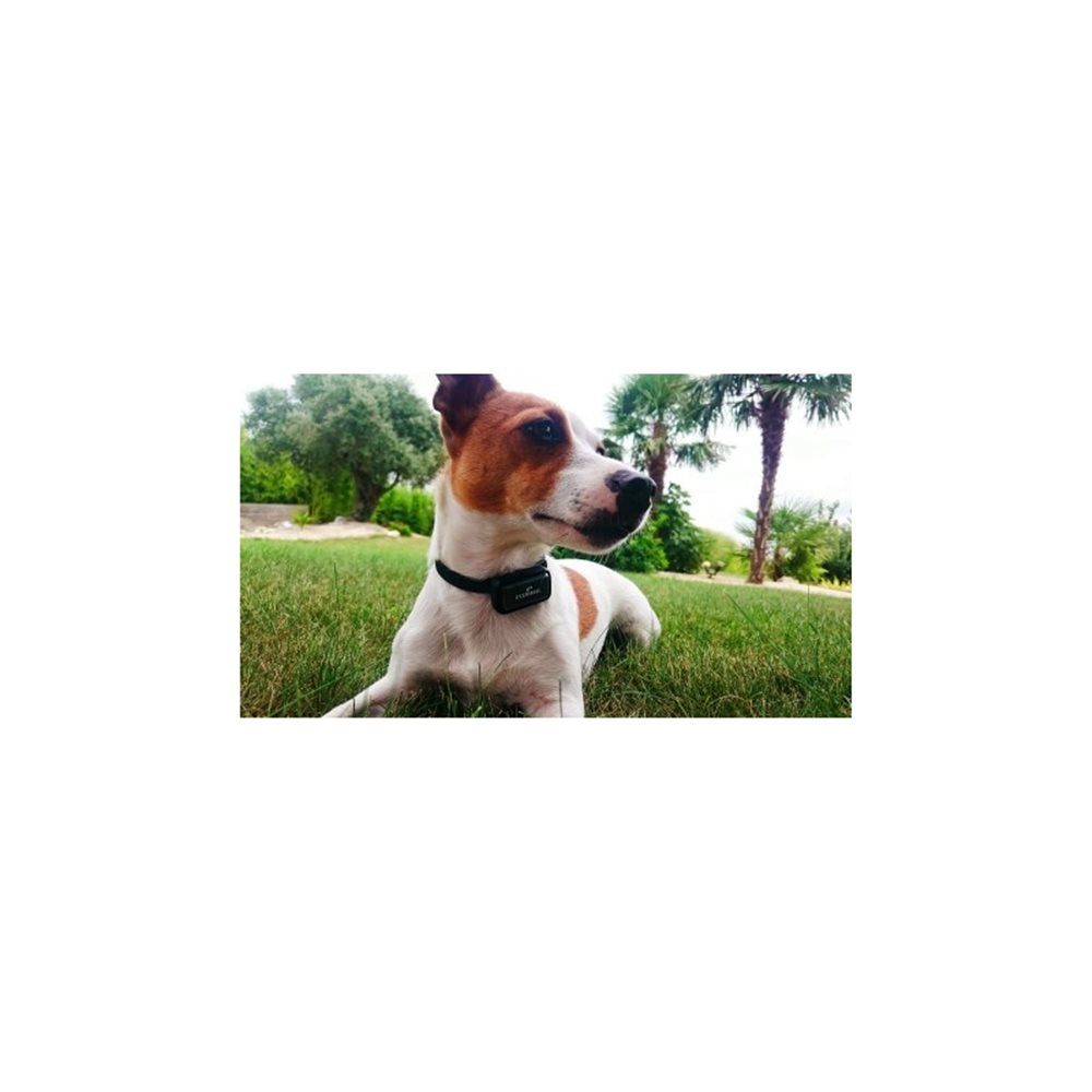 Eyenimal Pet Data Recorder