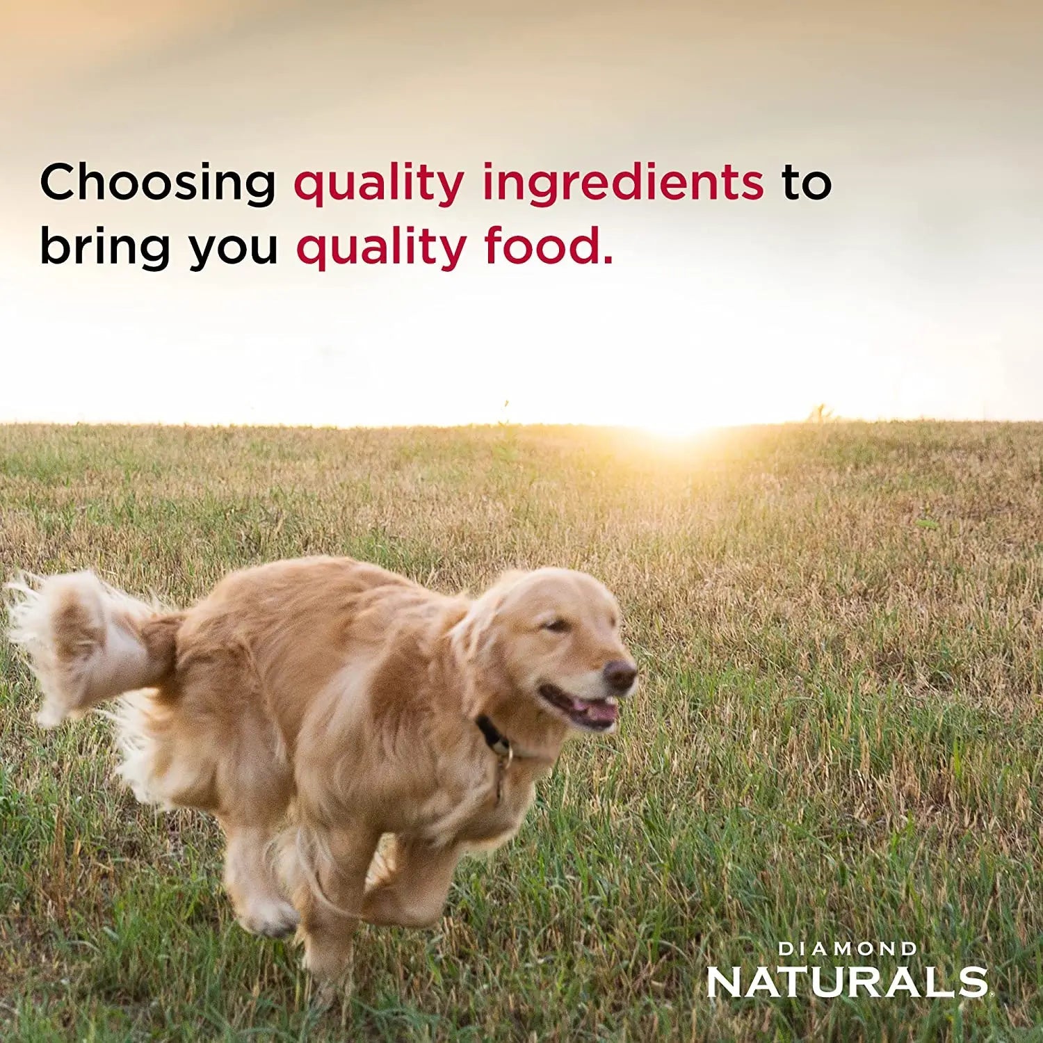 Diamond Naturals Small Medium Breed Puppy Dry Dog Food 18lbs.