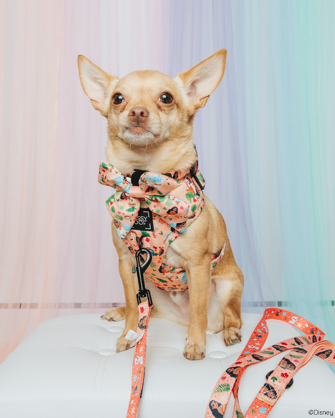 Dog Leash - Disney's Moana