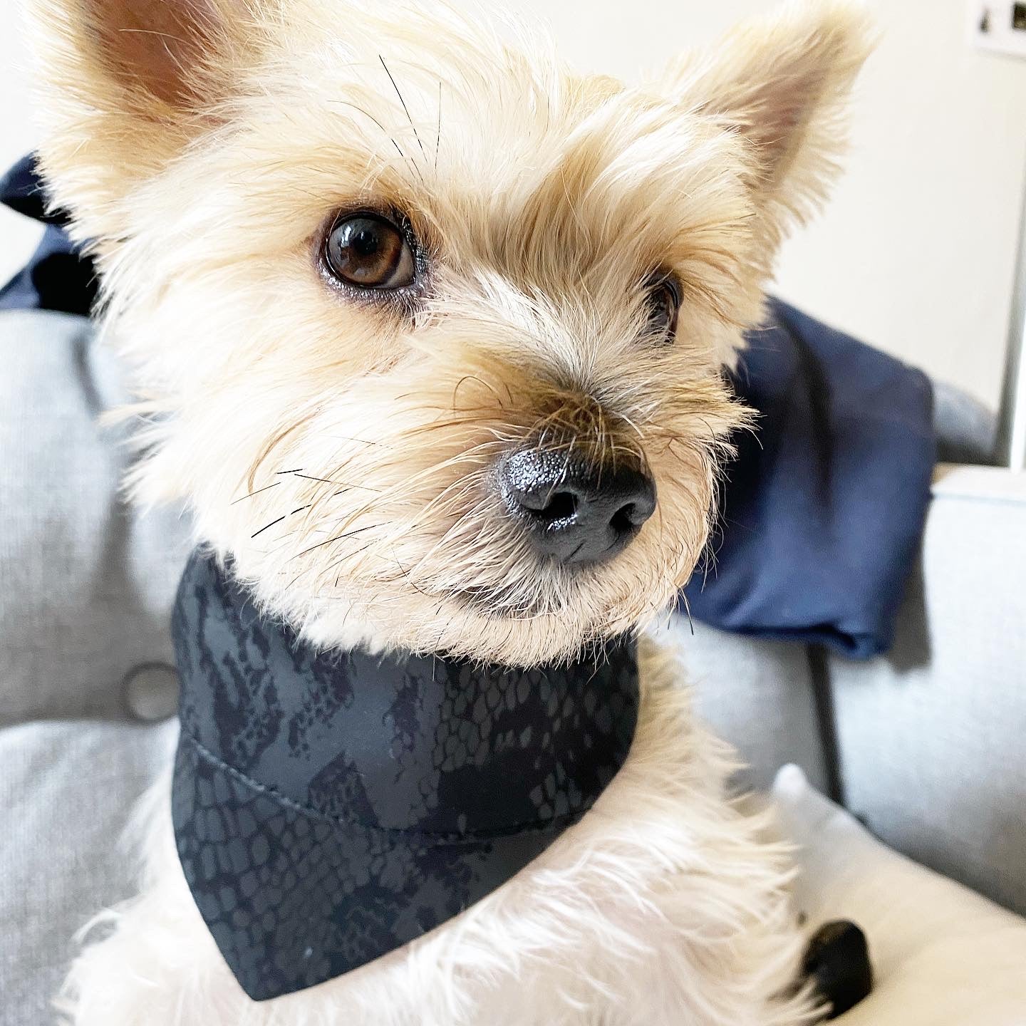 Andy Reversible Pet Bandana