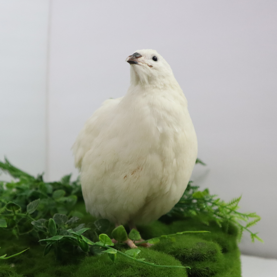 Black and White Edition Quail hatching eggs