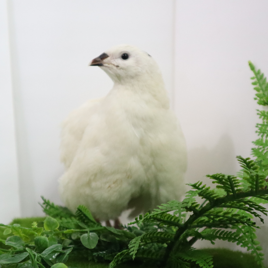Jumbo White Coturnix Hatching Eggs - Premium Quail Eggs for Hatching - Perfect for Homesteaders, Breeders, Hobbyists - Freshly Collected for High Hatch Rates