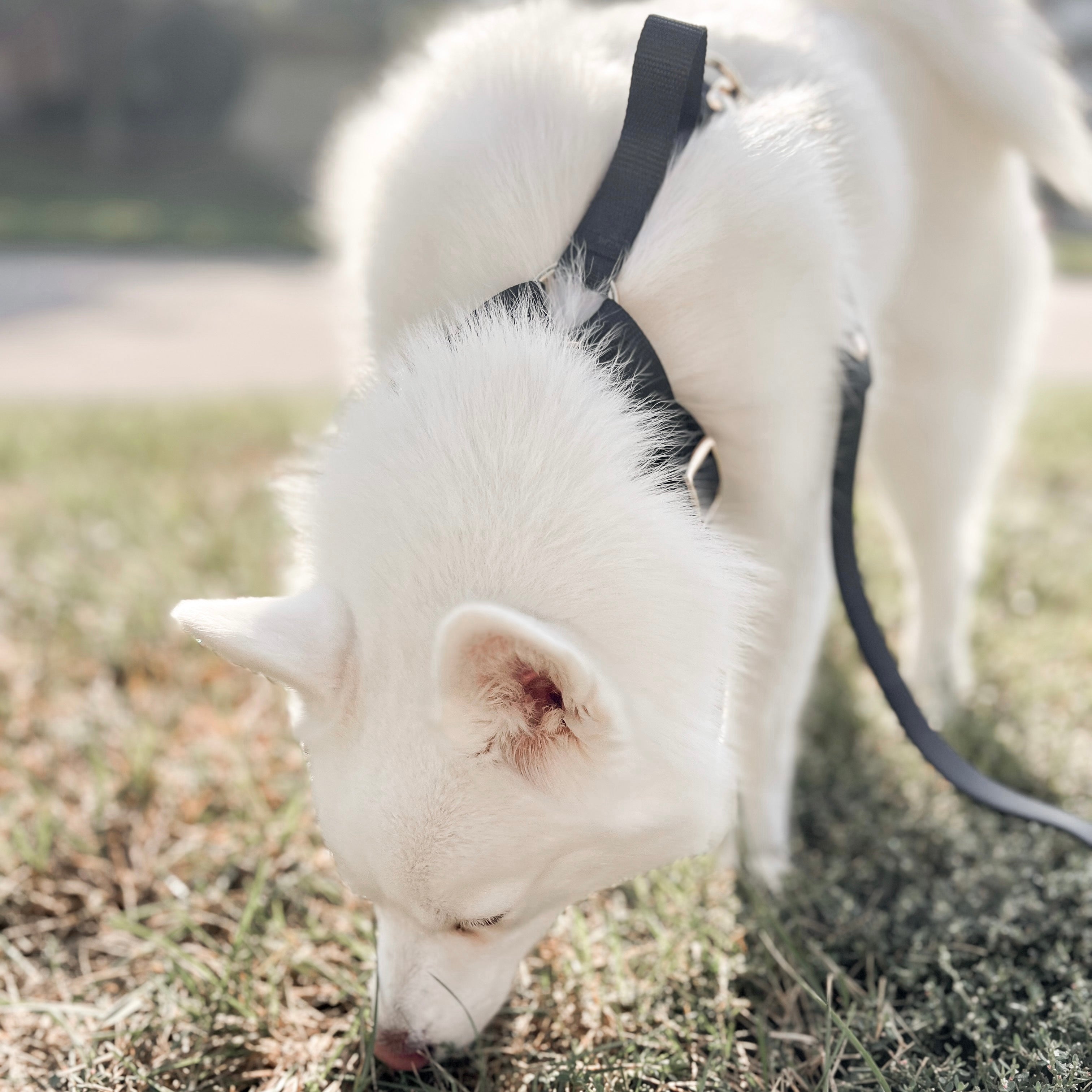 Fur Elise On-the-Go Walk Set - Noir