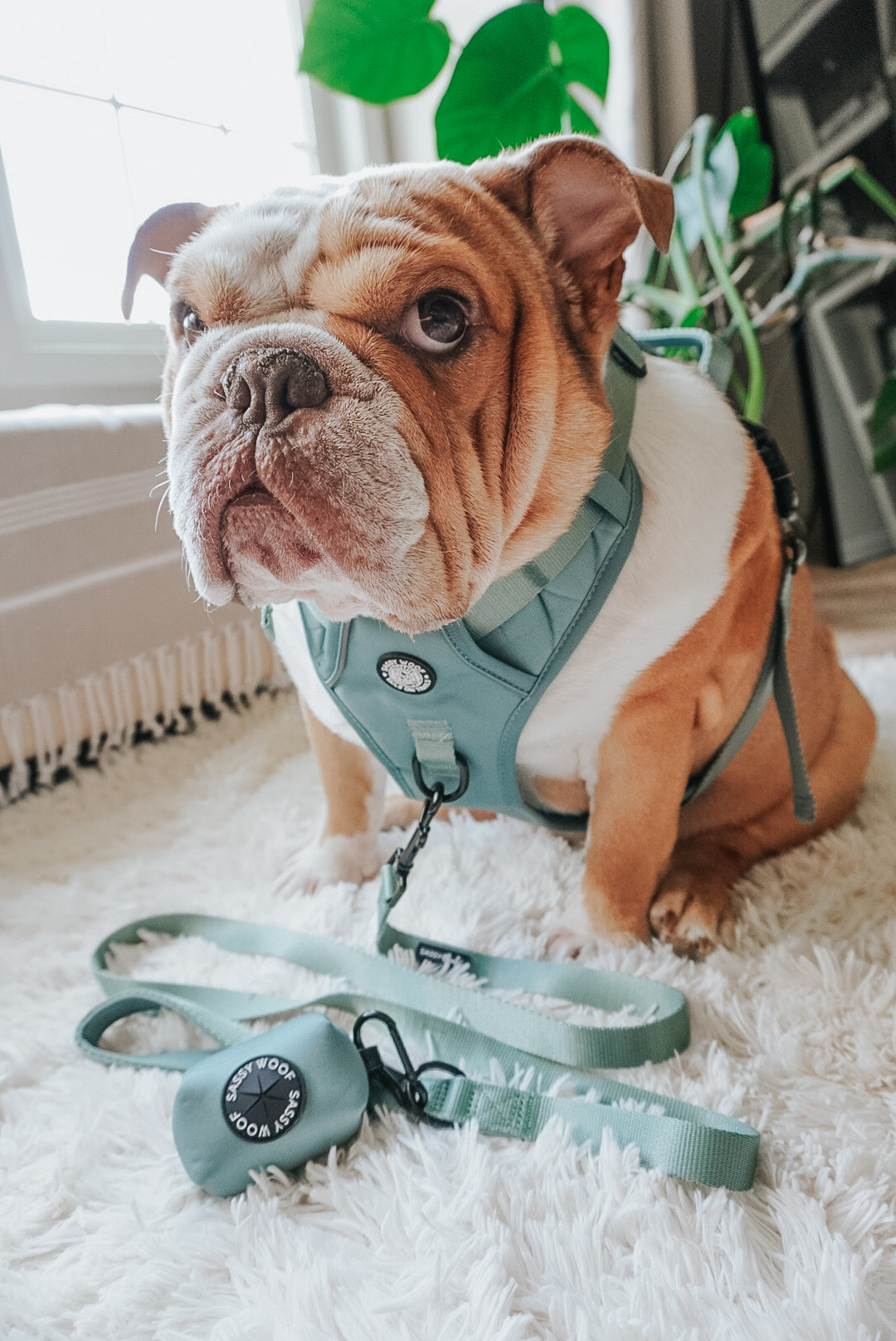 Dog Leash - Sage