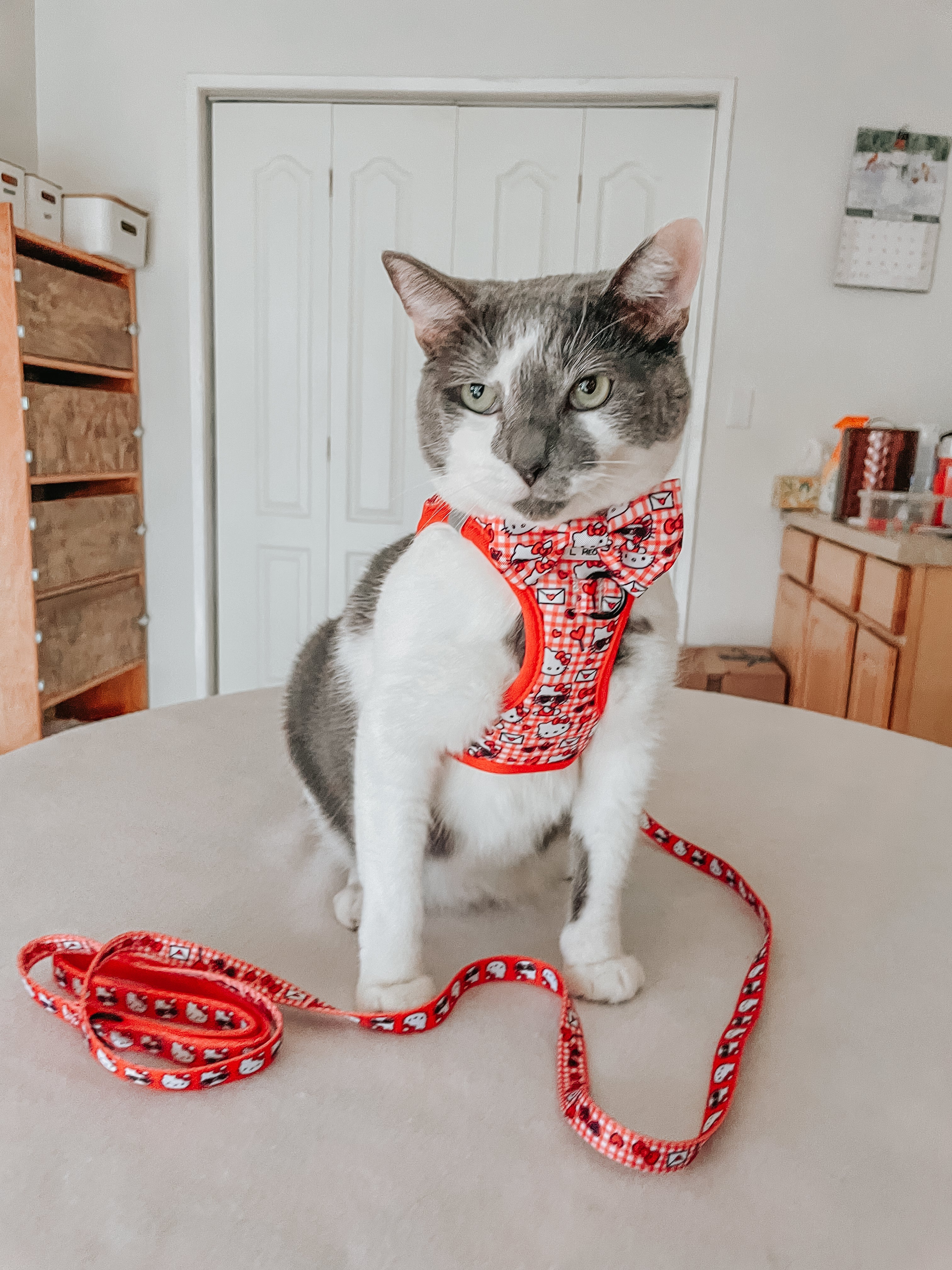 Cat Bundle - Hello Kitty® Red Classic