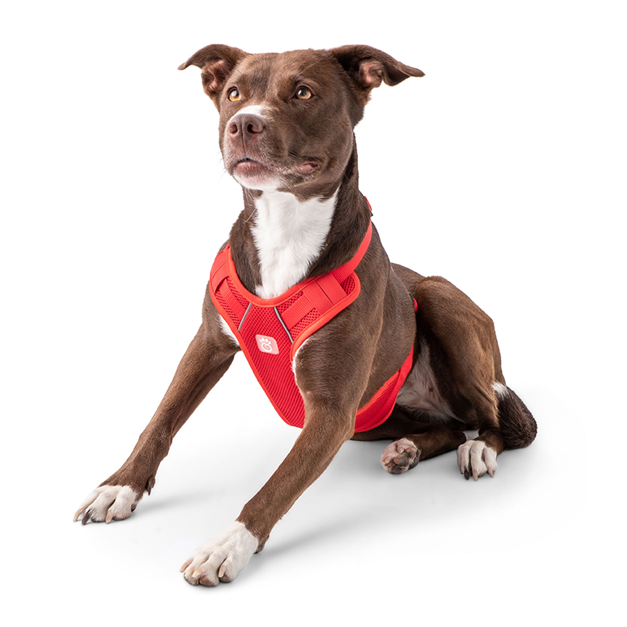 Gf Pet Travel Harness - Red - Xl
