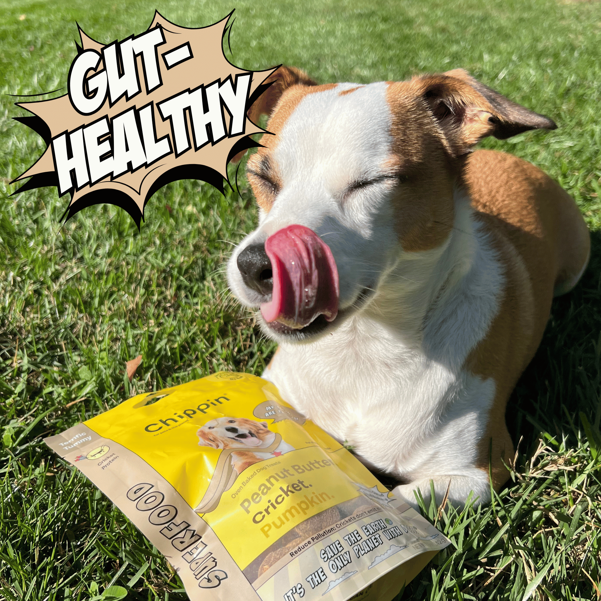 Allergy-Friendly Dog Treats, 6-Pack