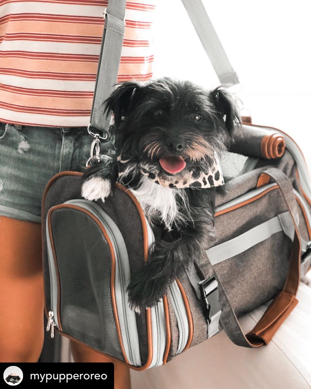 Mr. Peanut's Gold Series Standard Size Airline Compliant Expandable Pet Carrier V2.0