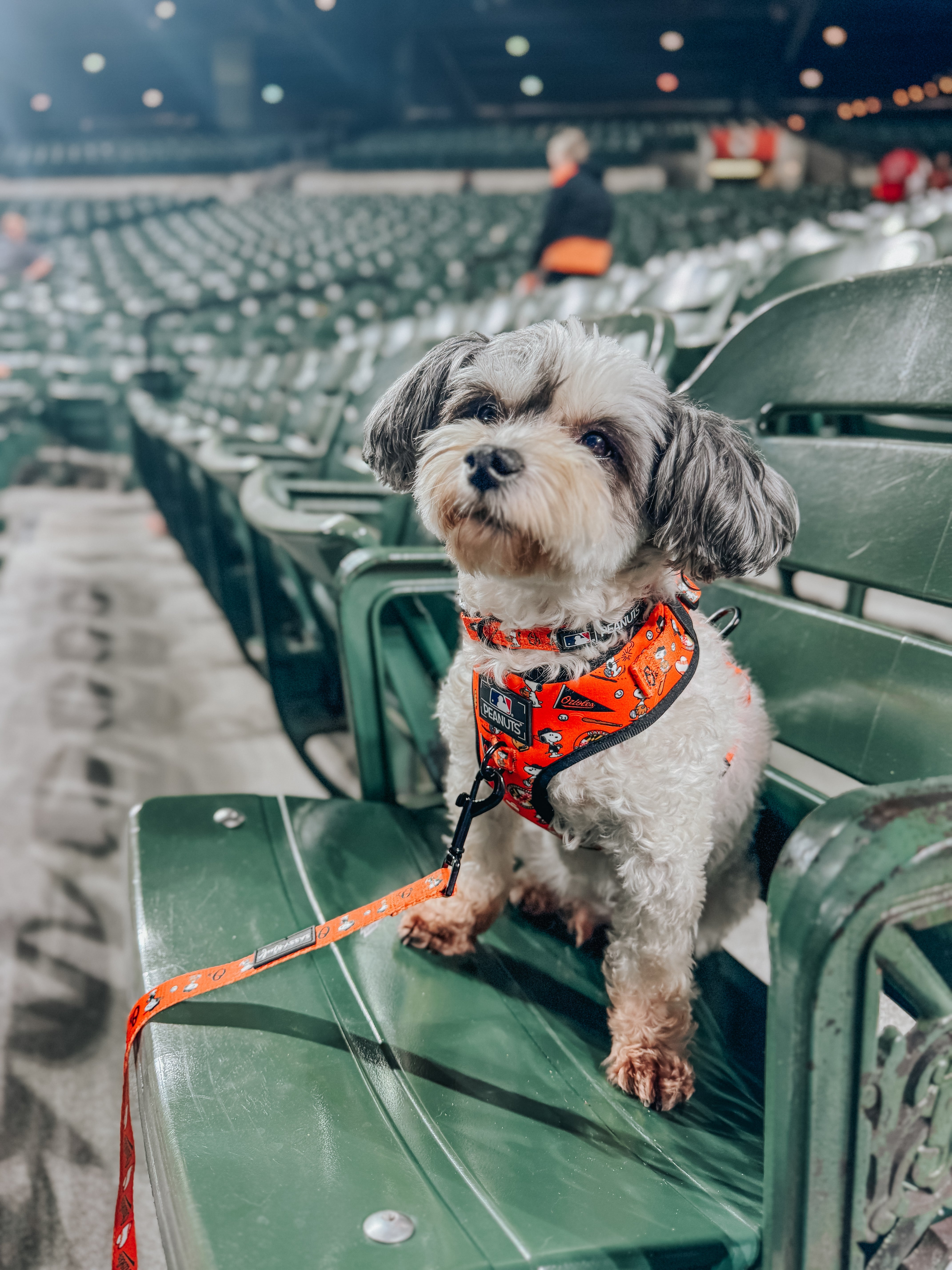 Dog Leash - MLB™ x Peanuts™ Baltimore Orioles™