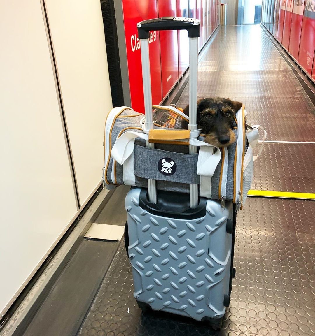 Mr. Peanut's Gold Series Standard Size Airline Compliant Expandable Pet Carrier V2.0