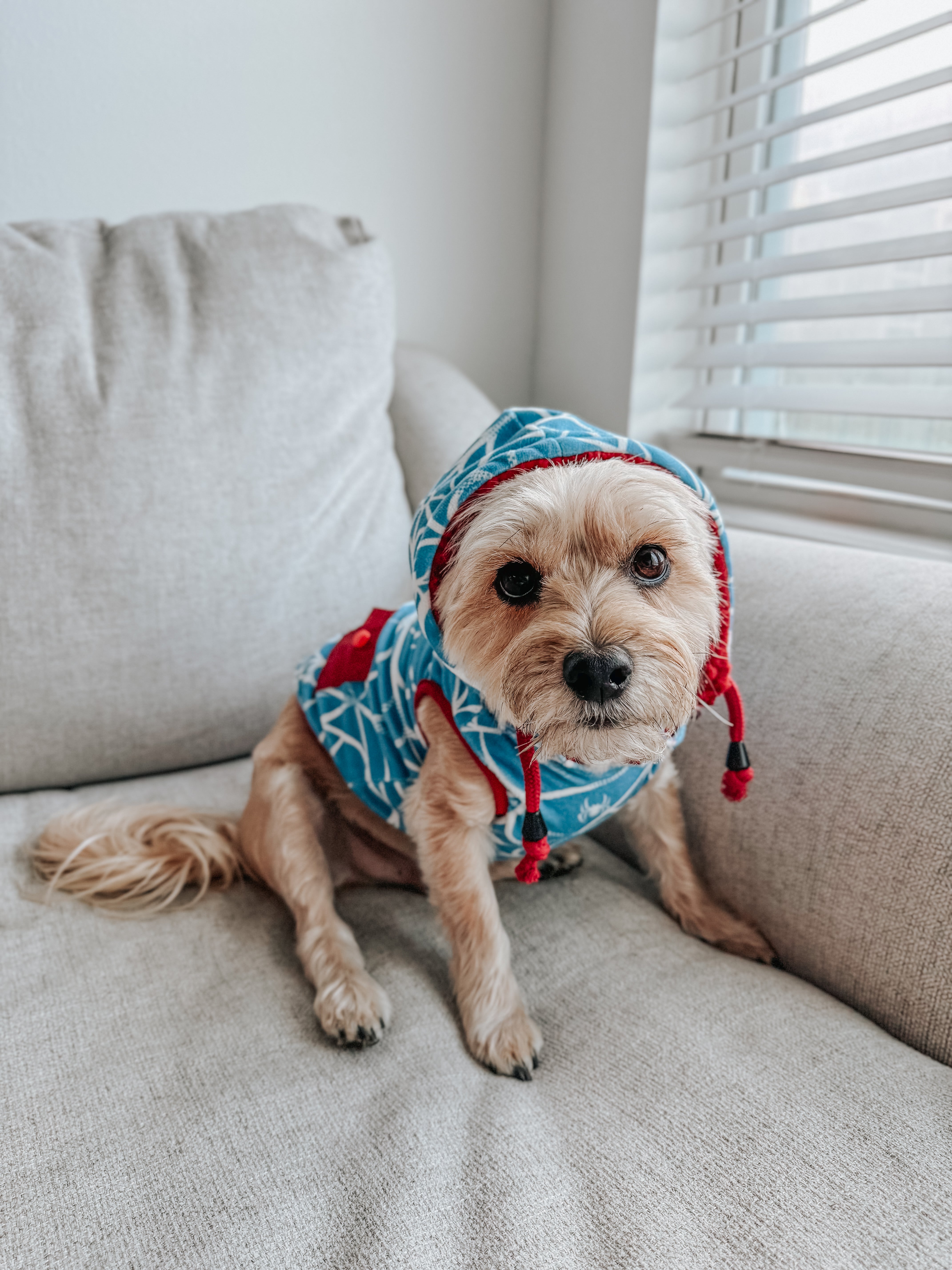 Dog Reversible Sherpa Jacket - Marvel’s Spider-Man