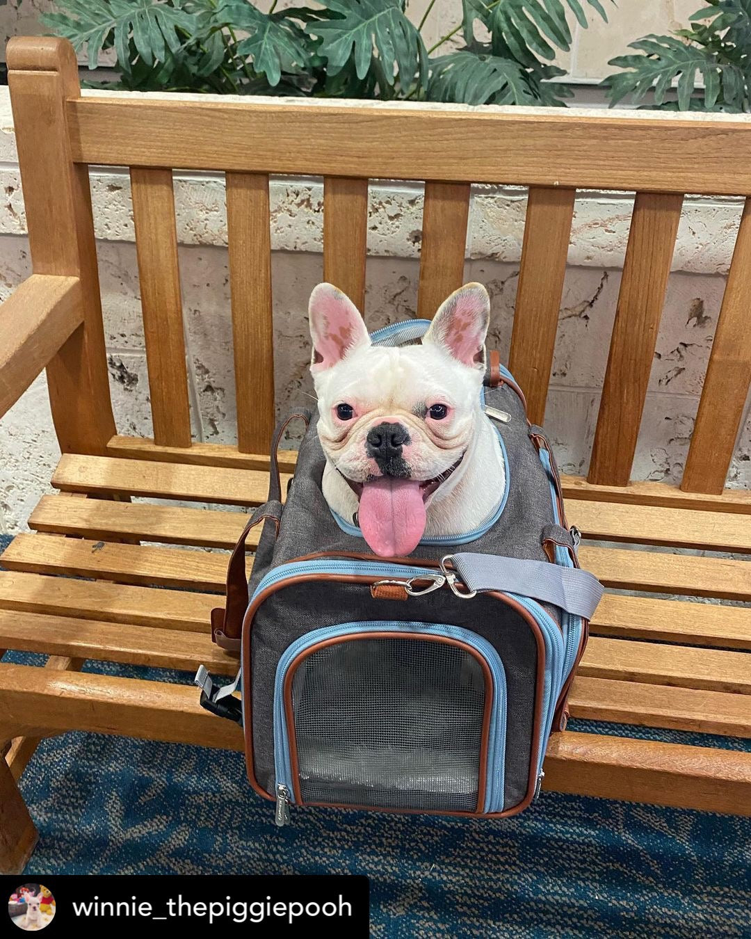 Mr. Peanut's Gold Series Big Apple XL Expandable Pet Carrier V2.0