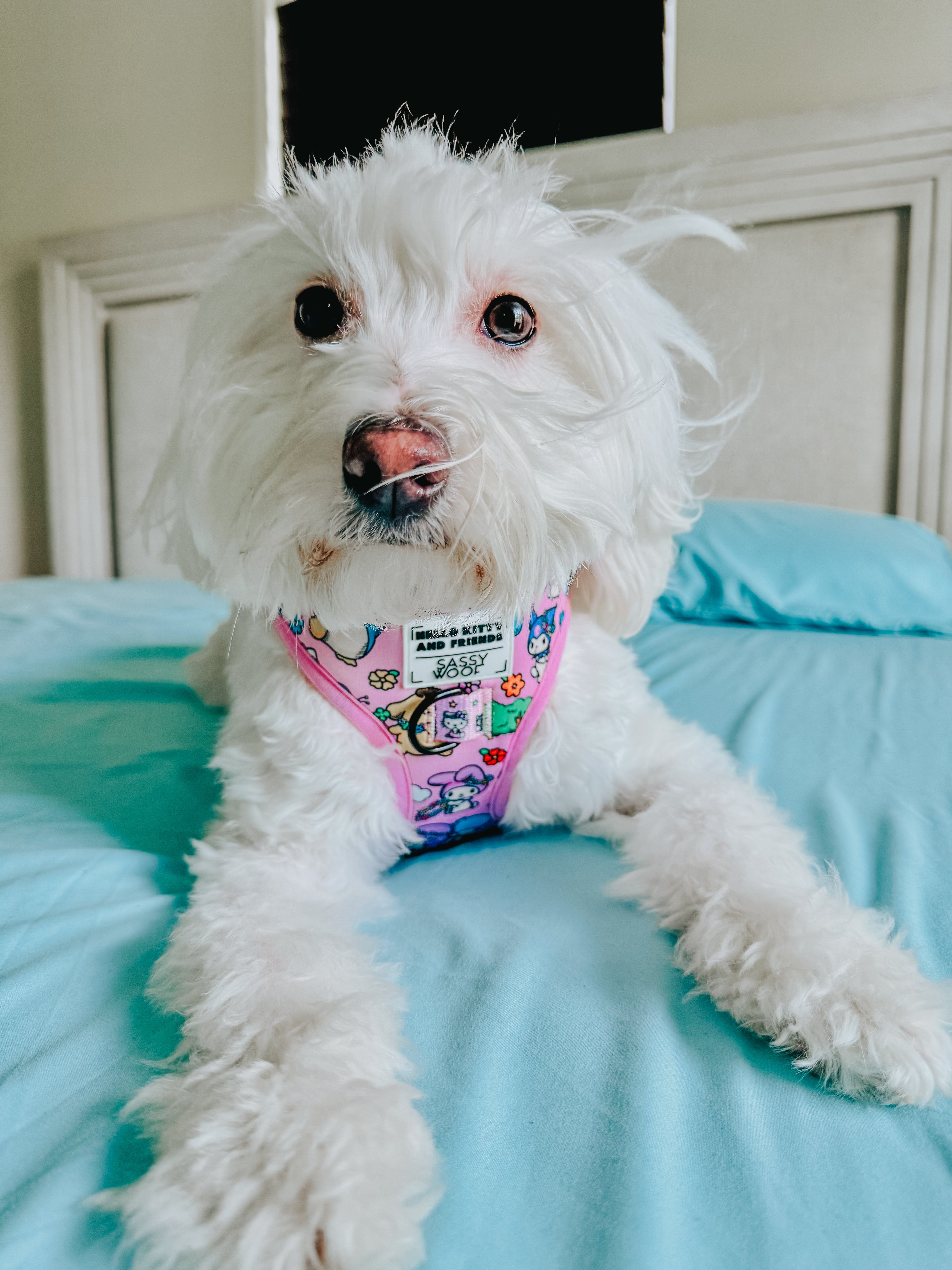 Dog Two Piece Bundle - Hello Kitty® & Friends Flower Festival