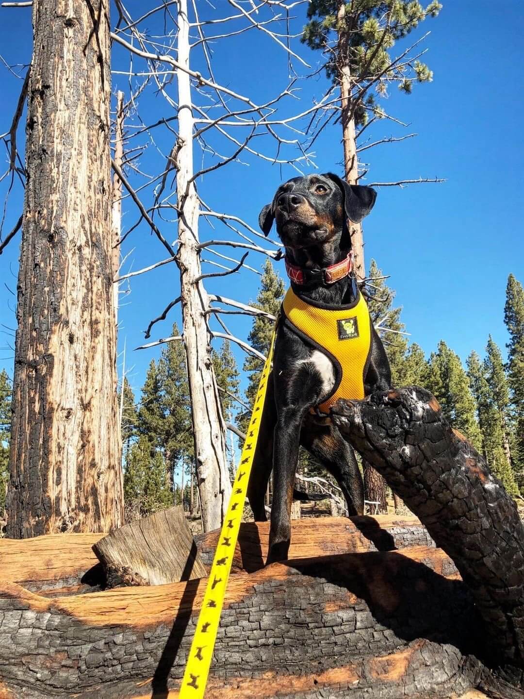 EcoBark Yellow Dog Leash- Padded Comfort Grip Padded Leash Dog Pattern - 4ft, 5ft, and 6ft Leash for Small and Medium Dogs