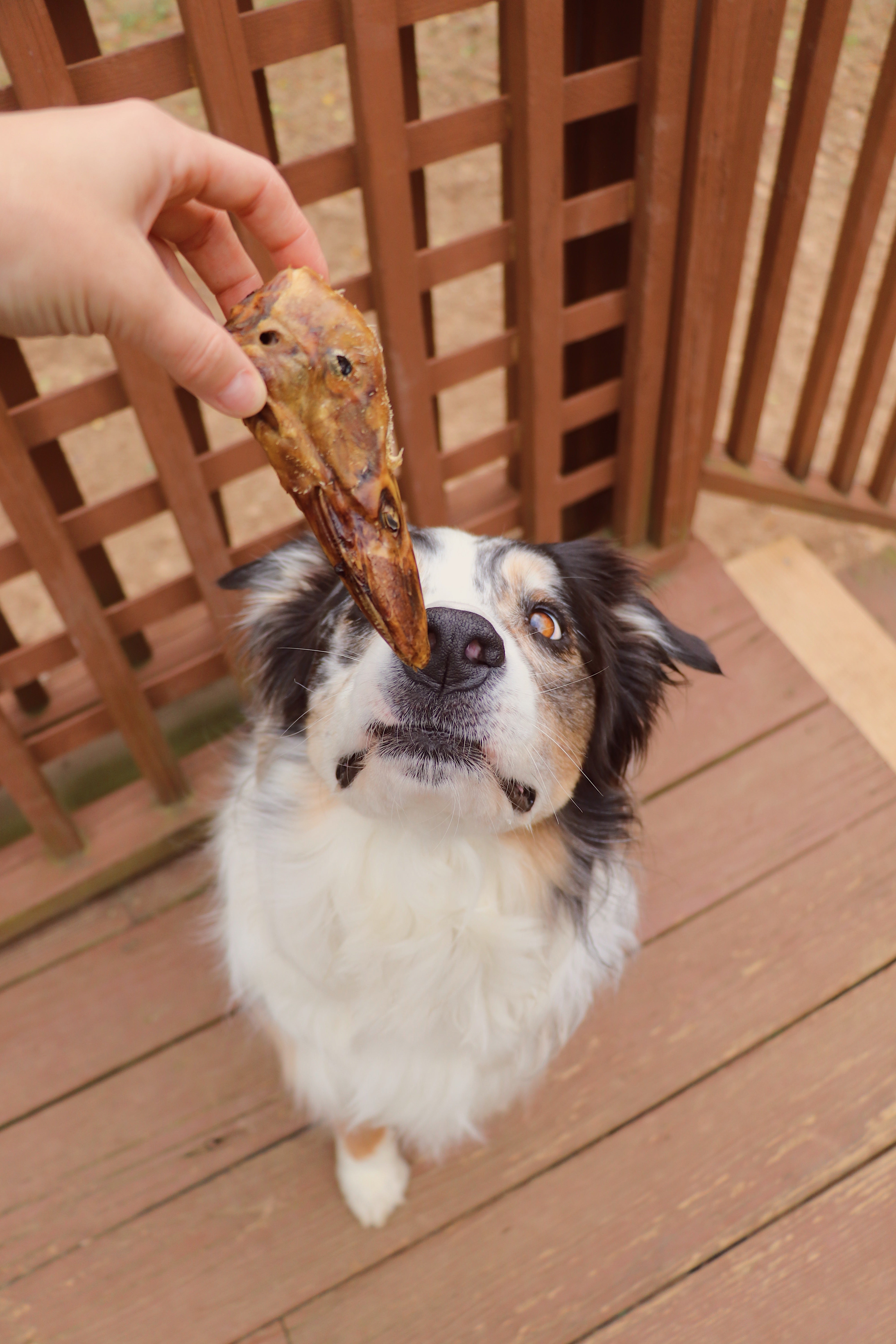 Duck Head