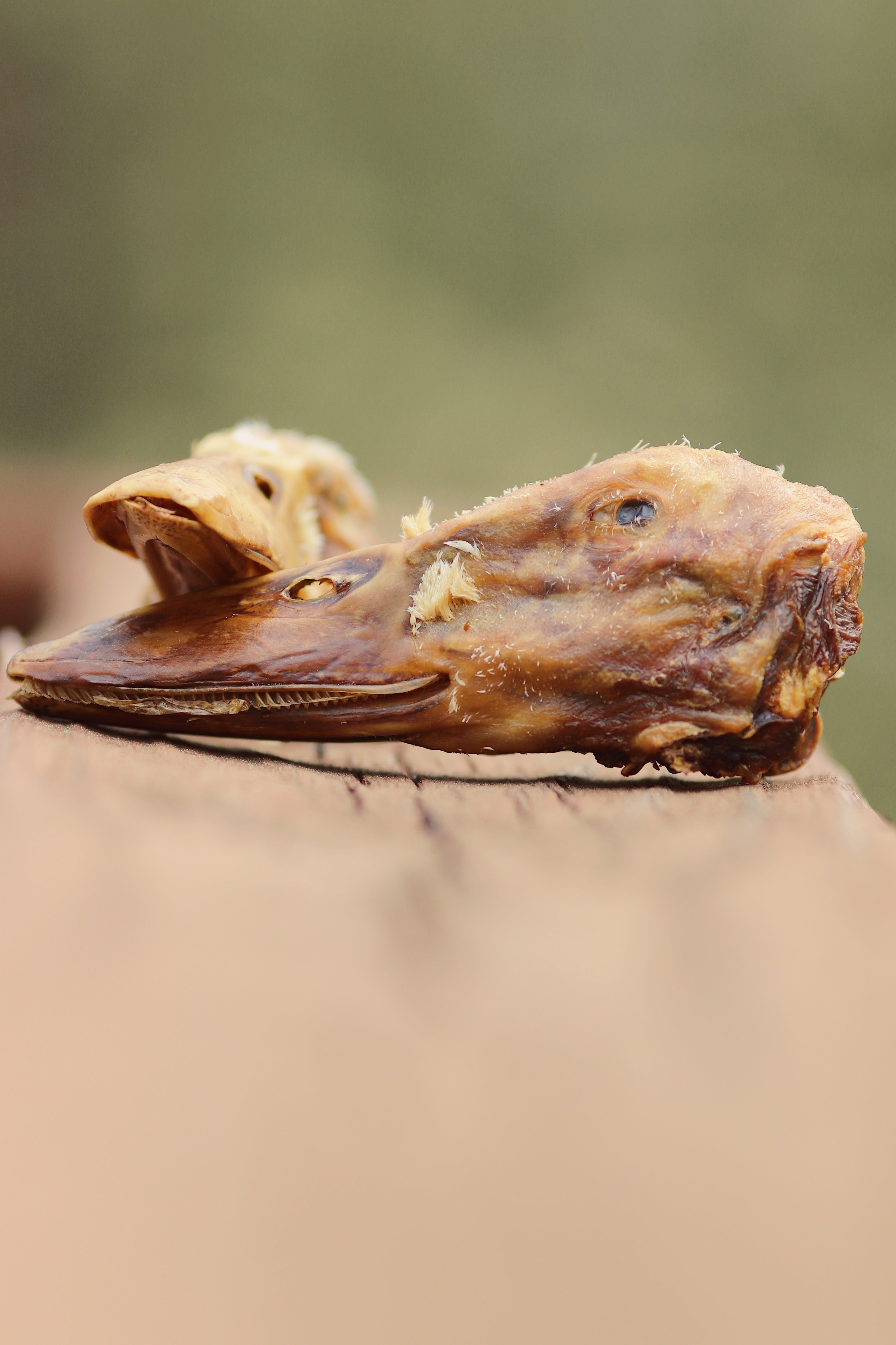 Duck Head