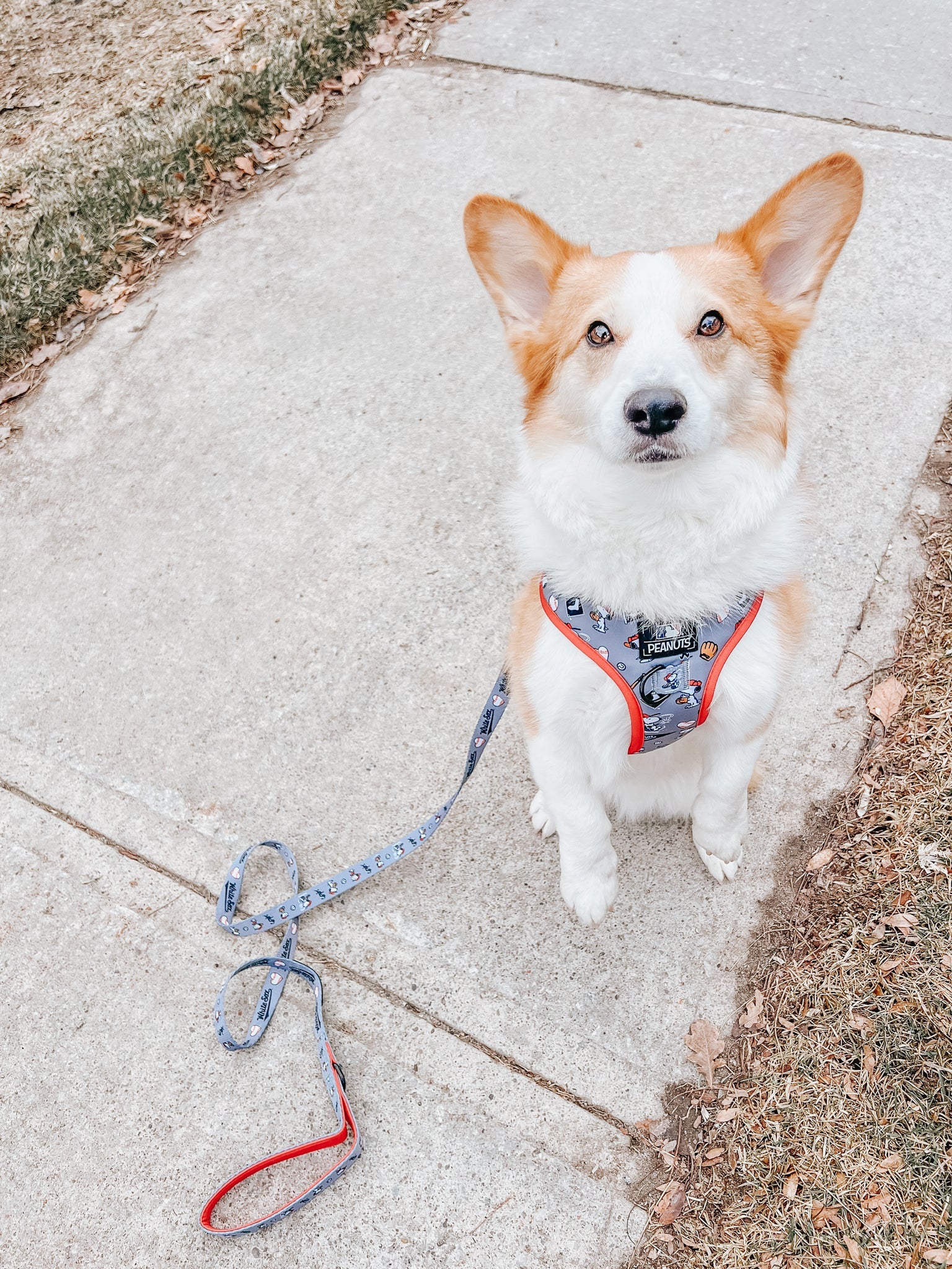 Dog Leash - MLB™ x Peanuts™ Chicago White Sox™