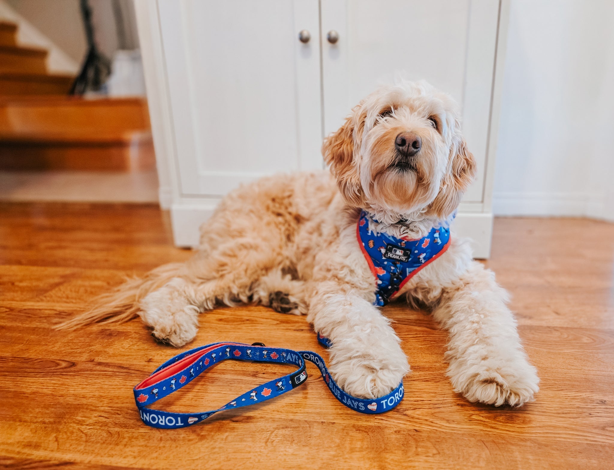 Dog Leash - MLB™ x Peanuts™ Toronto Blue Jays™