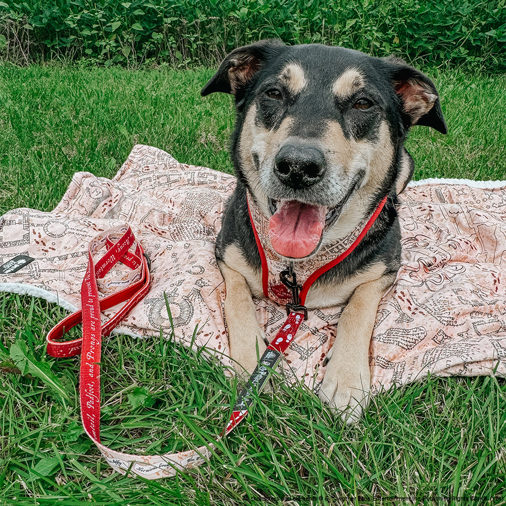 Dog Leash - Harry Potter™ Marauder's Map™