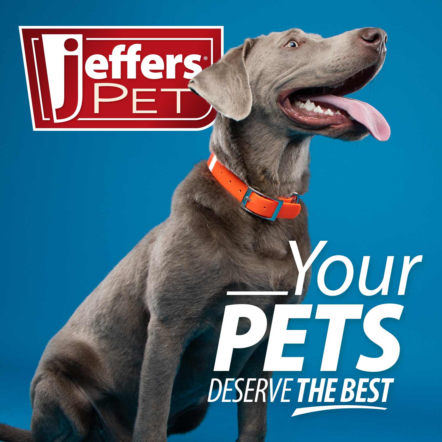 Jeffers Dual Level Pin Universal Slicker Pet Grooming Brush