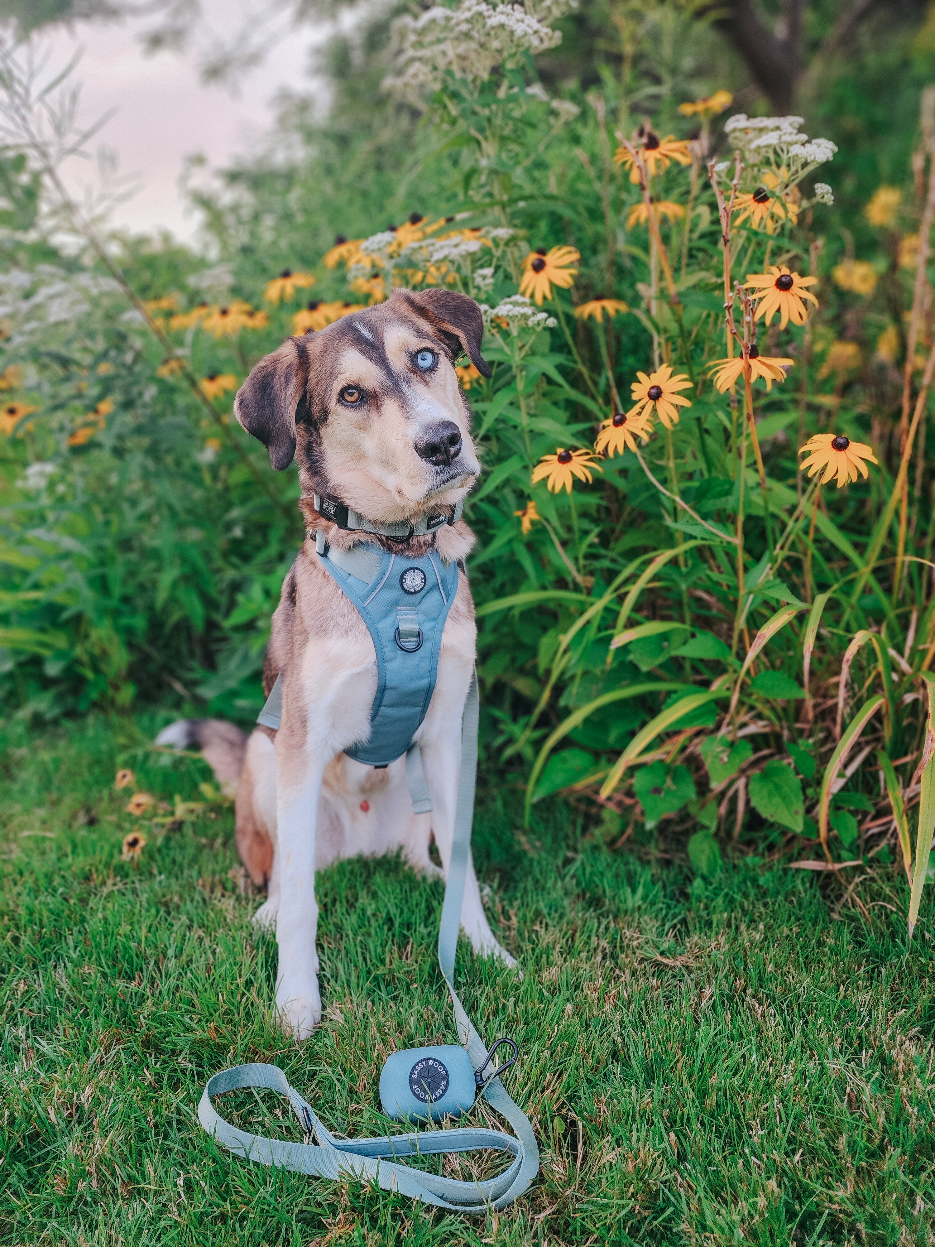 Dog Leash - Sage