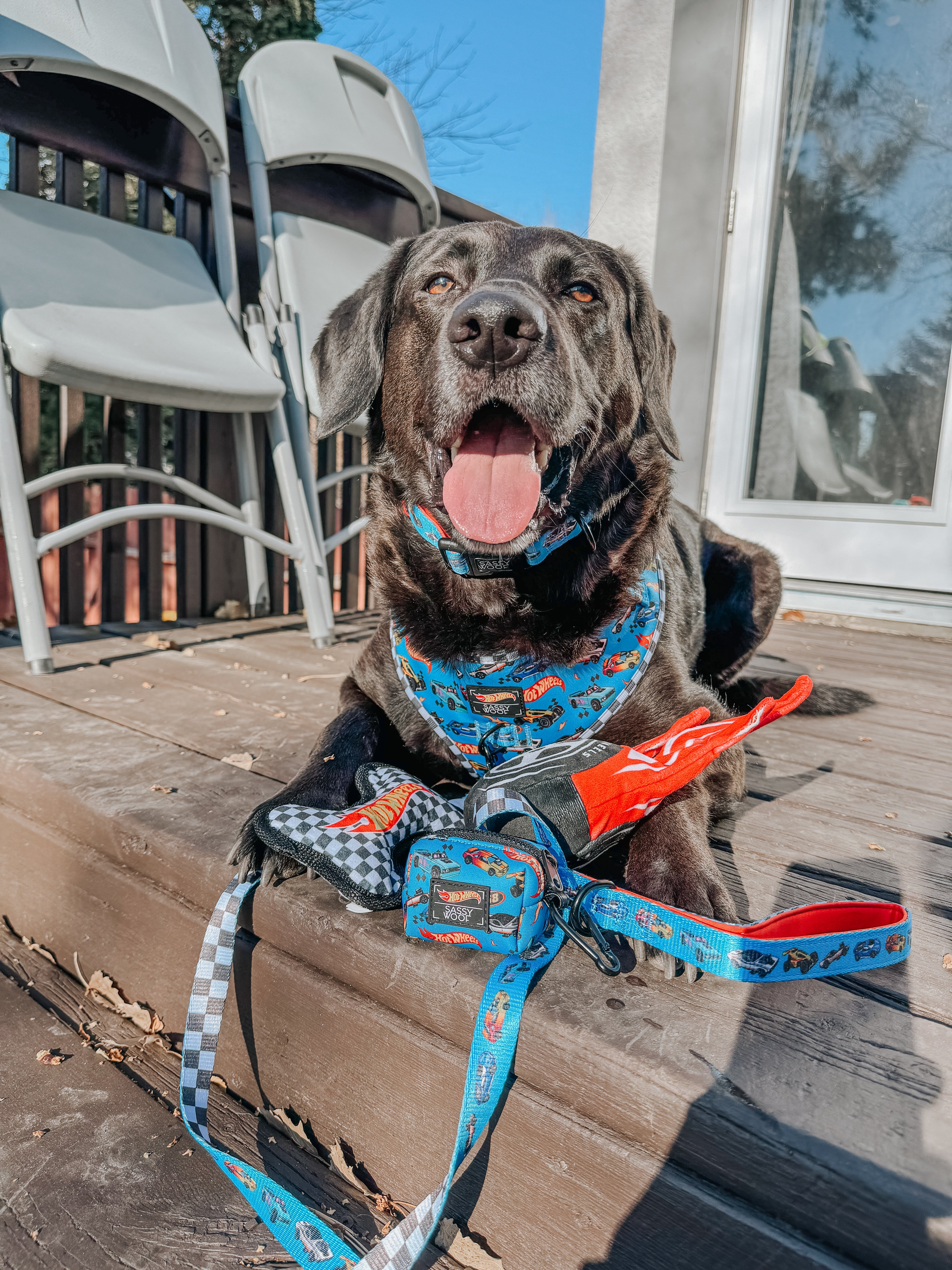 Dog Leash - Hot Wheels™