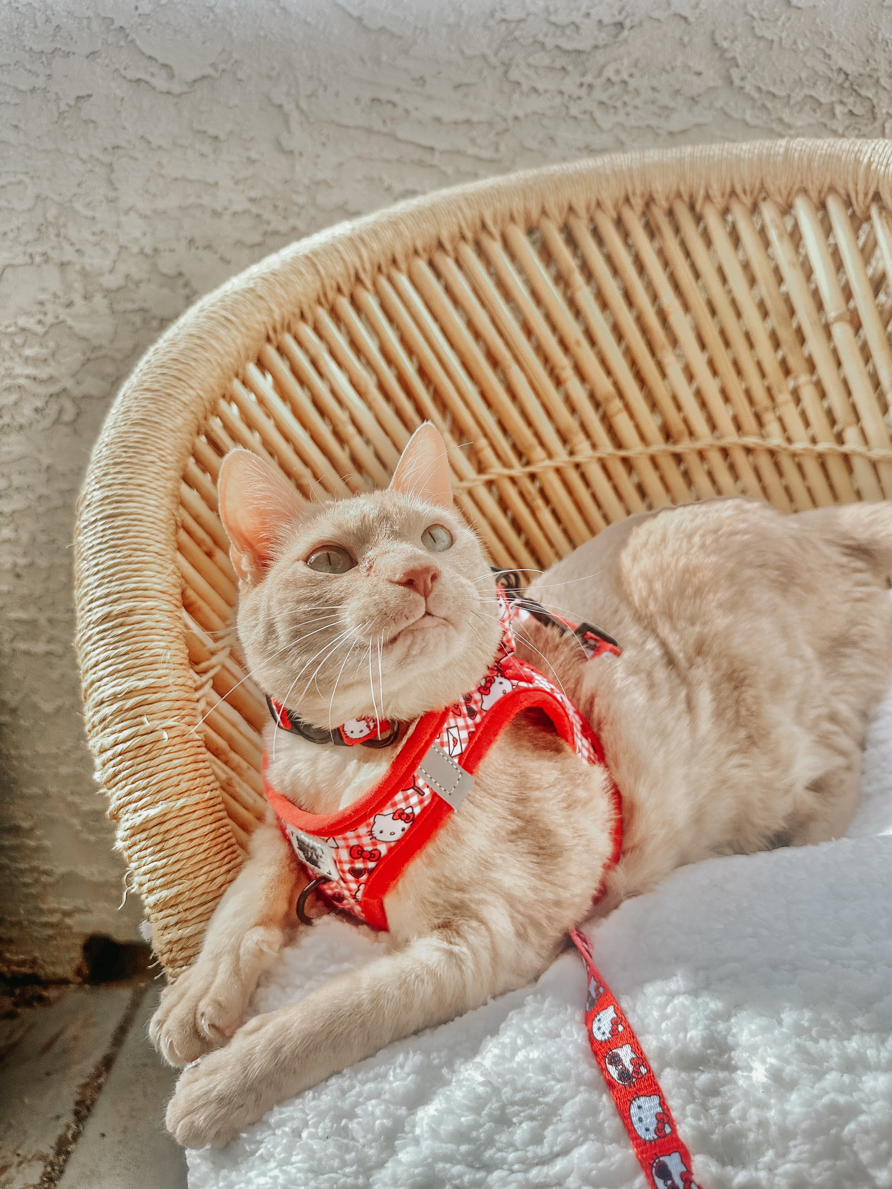 Cat Bundle - Hello Kitty® Red Classic