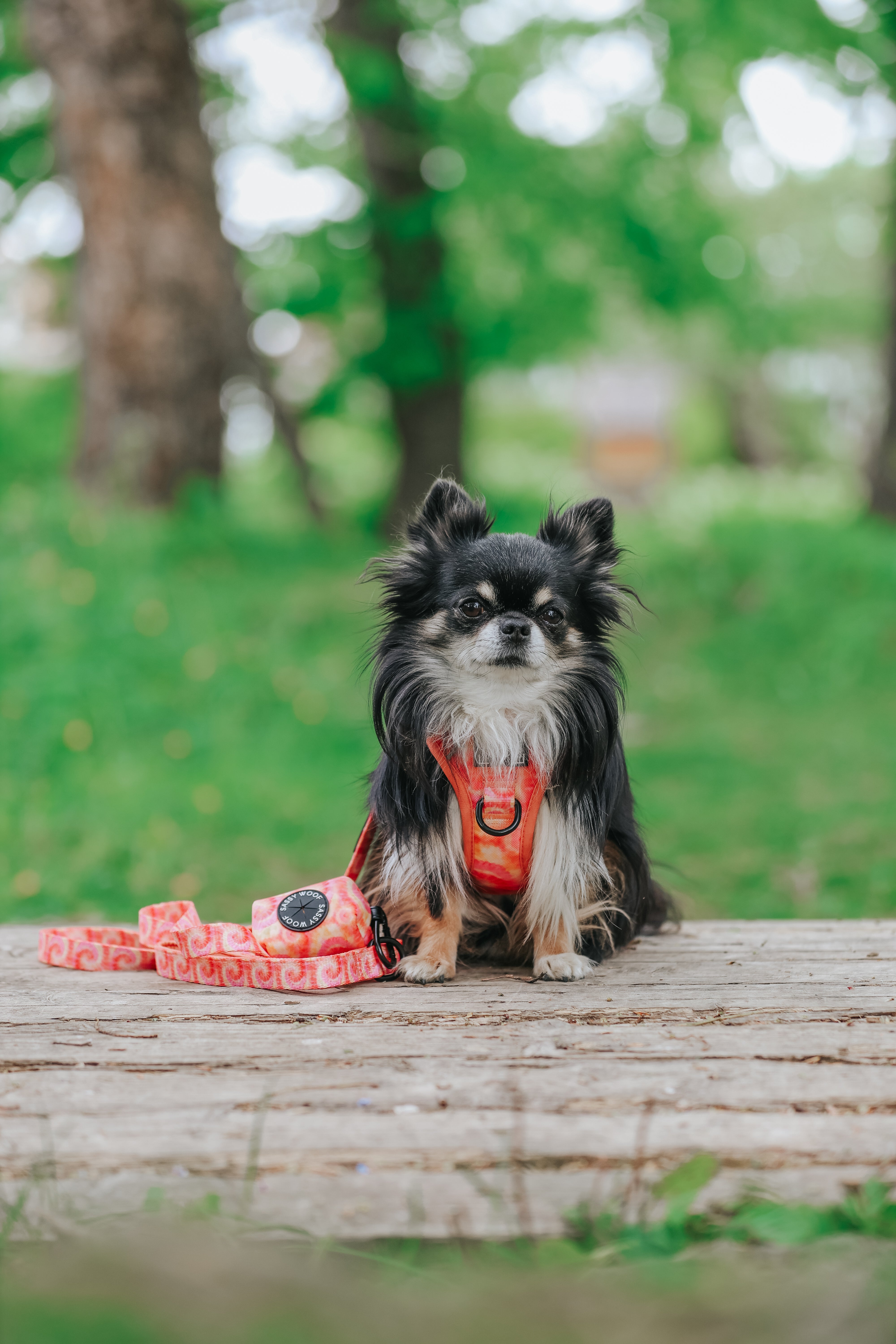 Dog Leash - Summer Sorbet