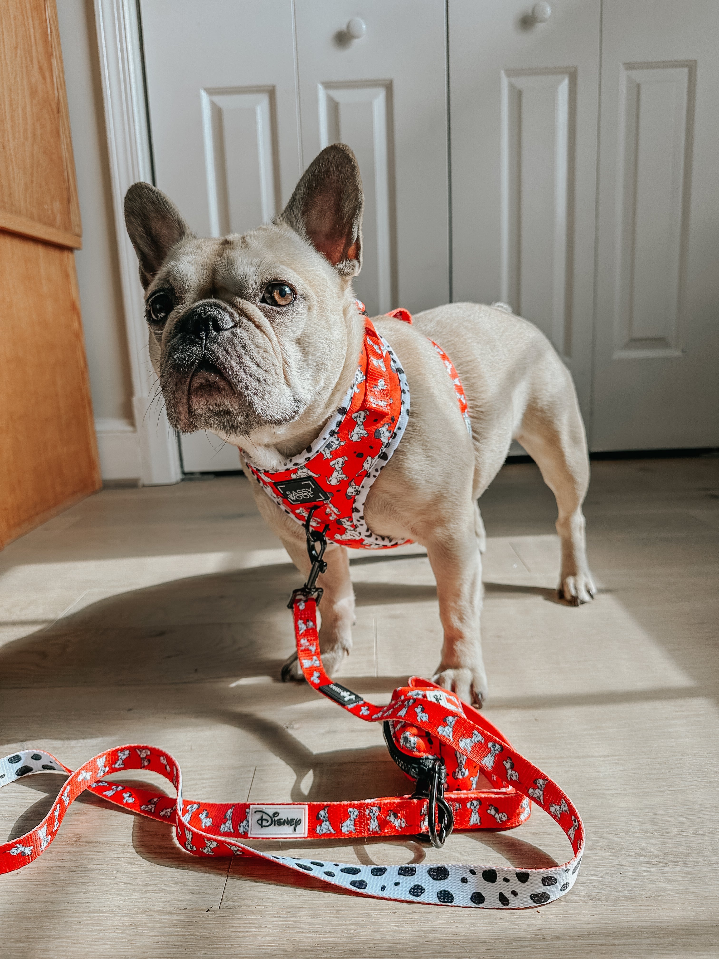 Dog Leash - Disney's 101 Dalmatians