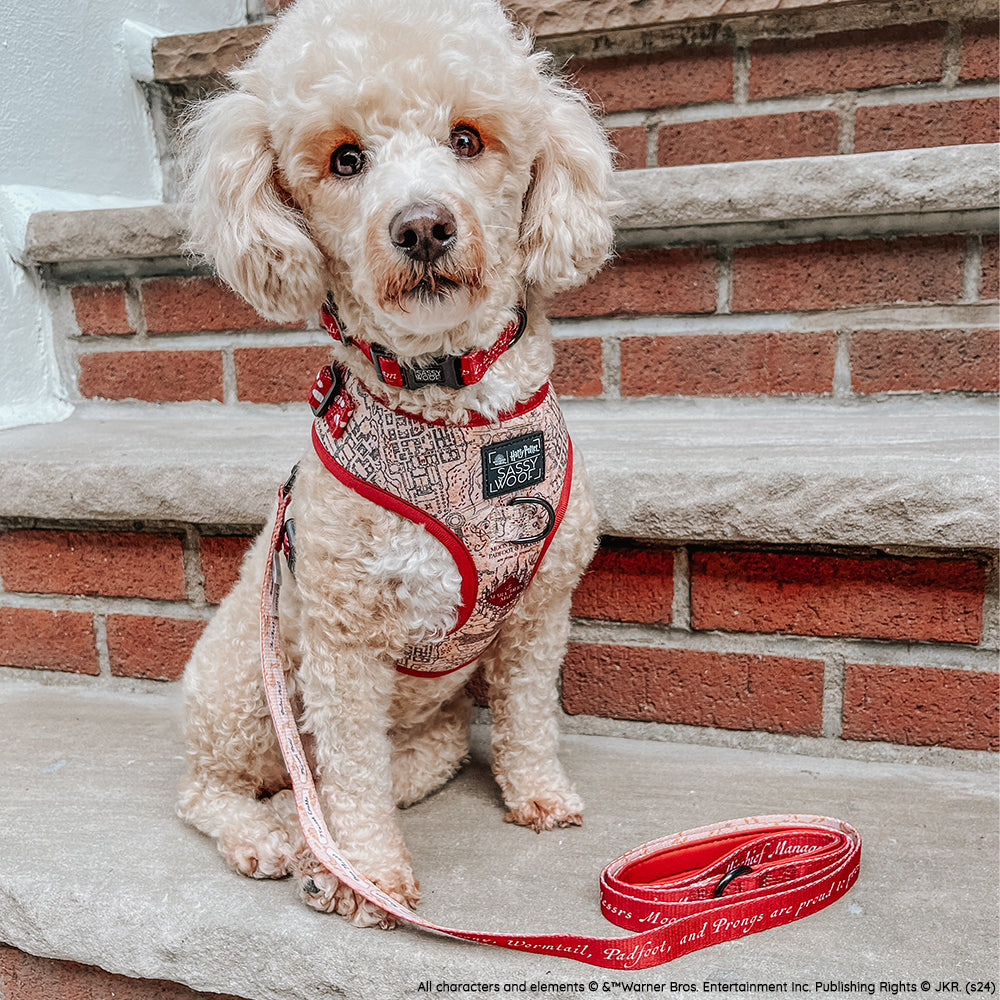 Dog Leash - Harry Potter™ Marauder's Map™