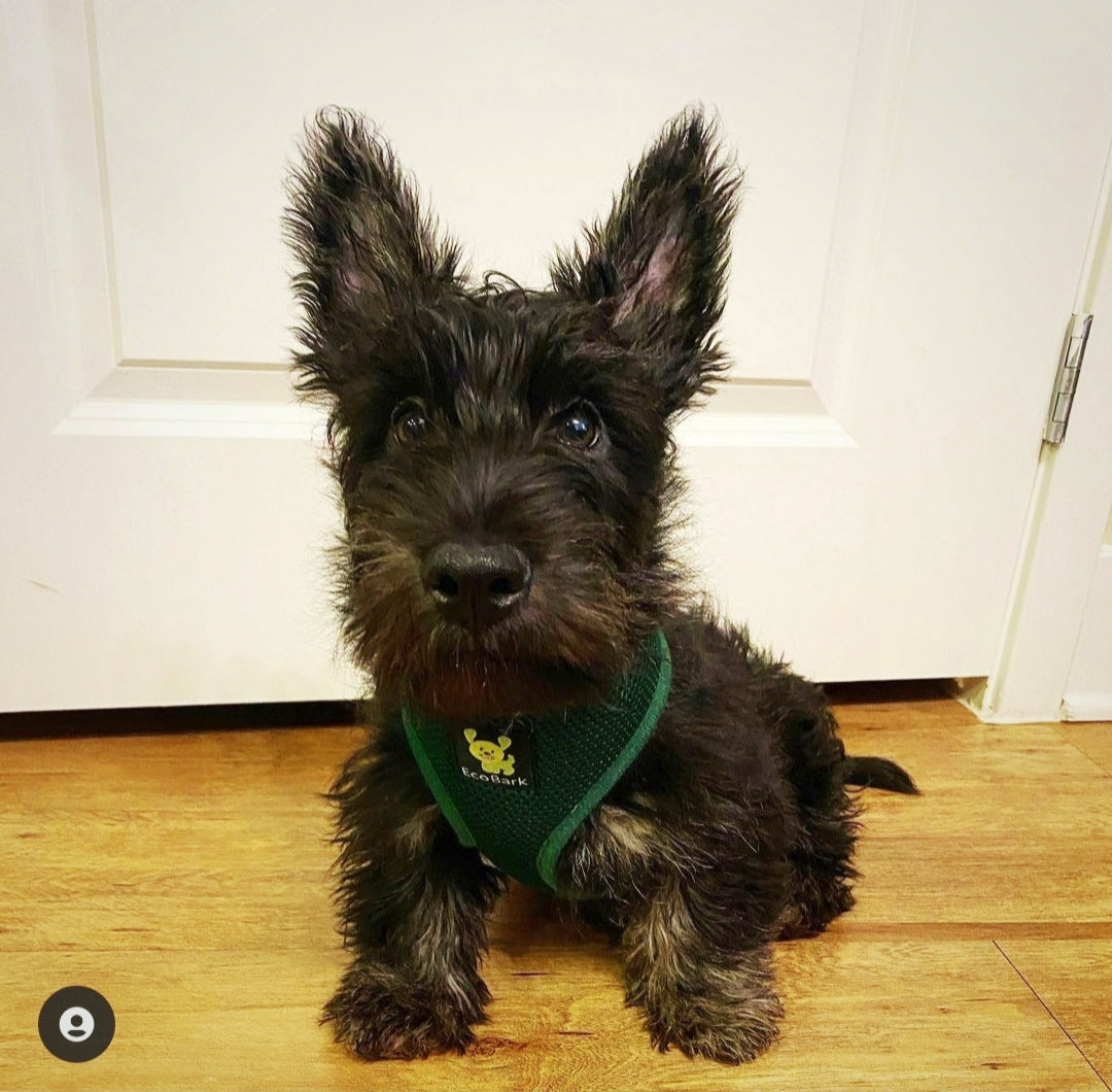 EcoBark Forest Green Dog Harness - Over-the-Head Vest Halter Soft Mesh for Small to Medium Dogs